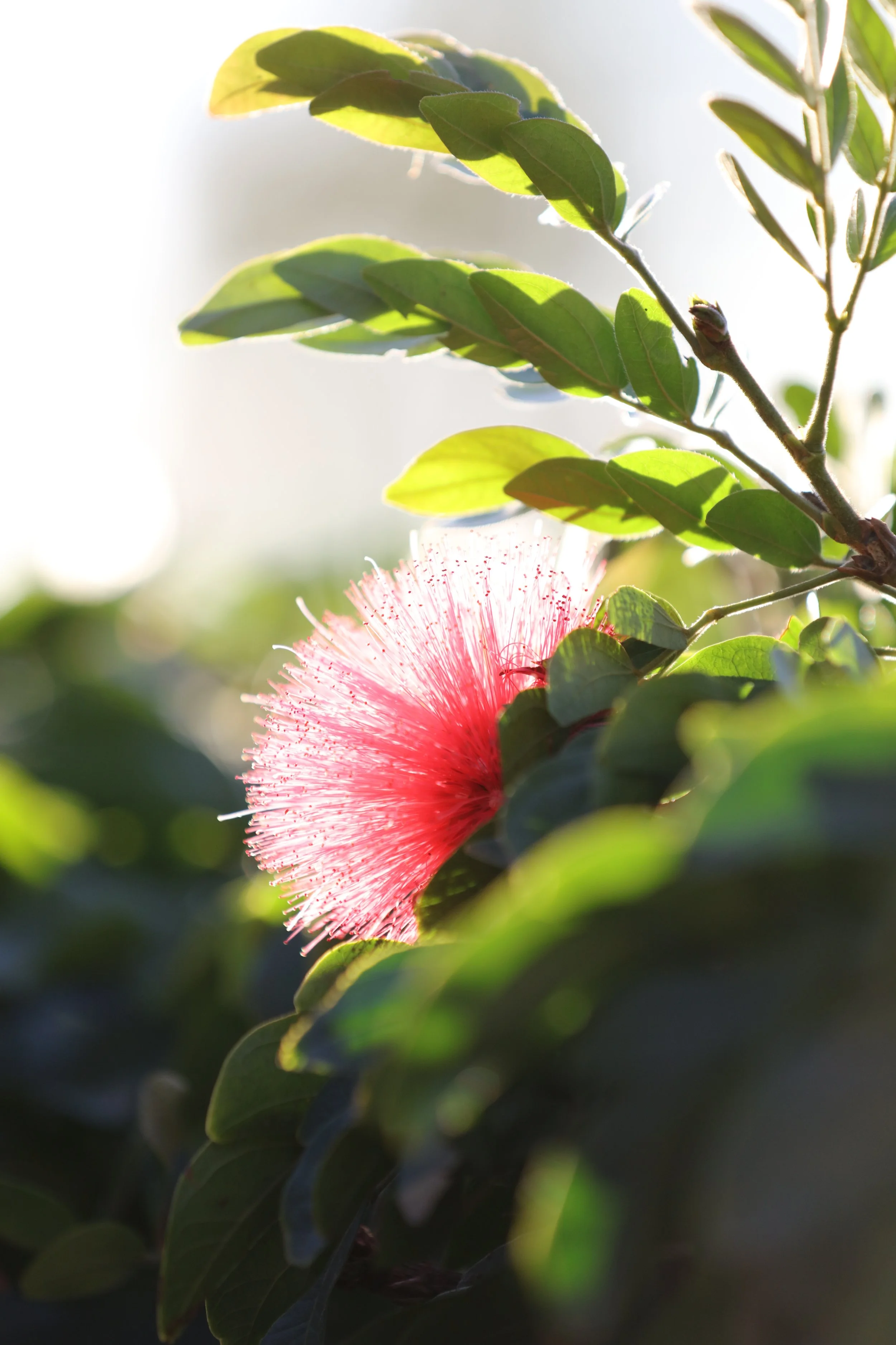 010618_SyncLyte_013.JPG