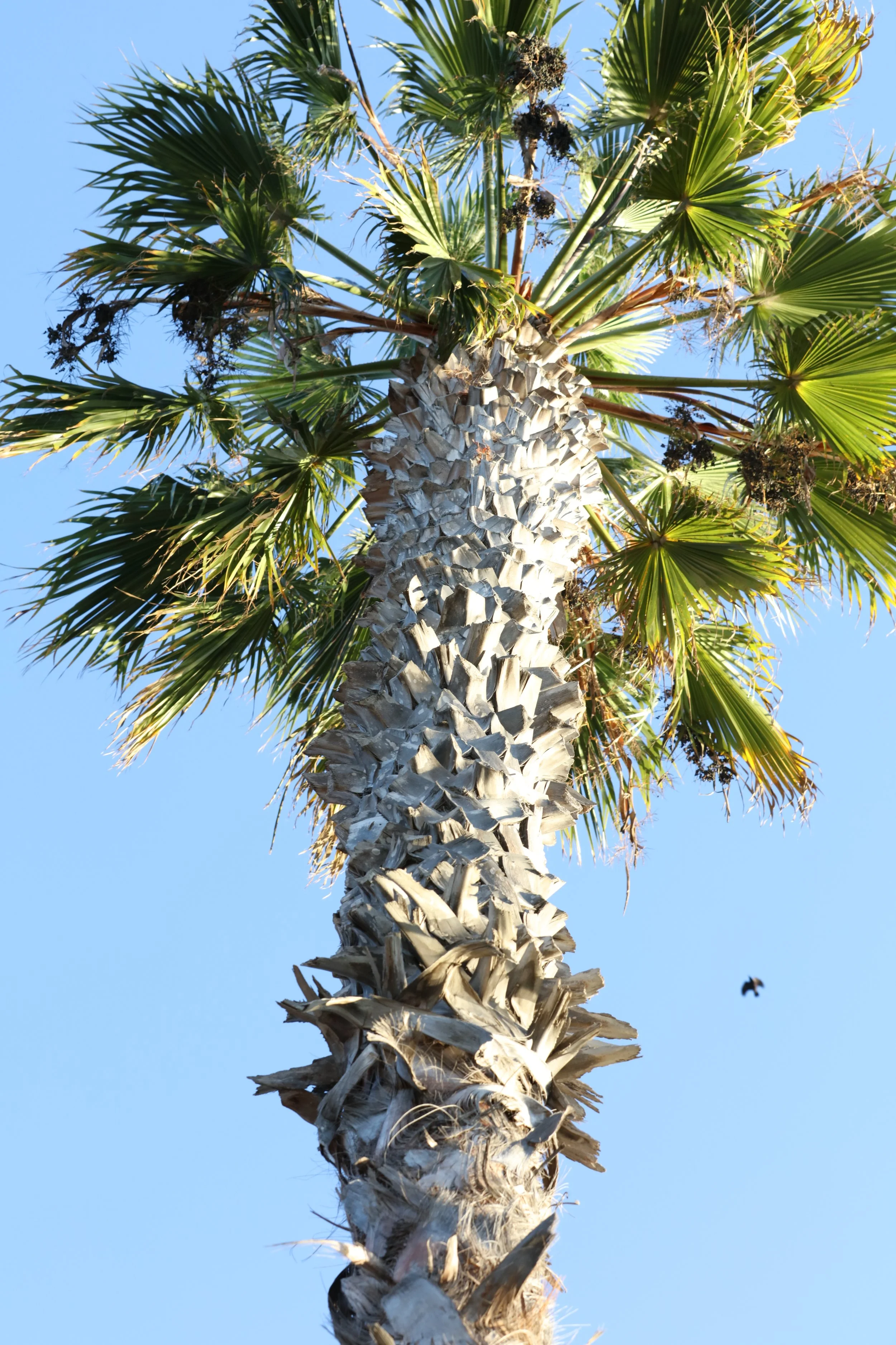 010618_SyncLyte_023.JPG