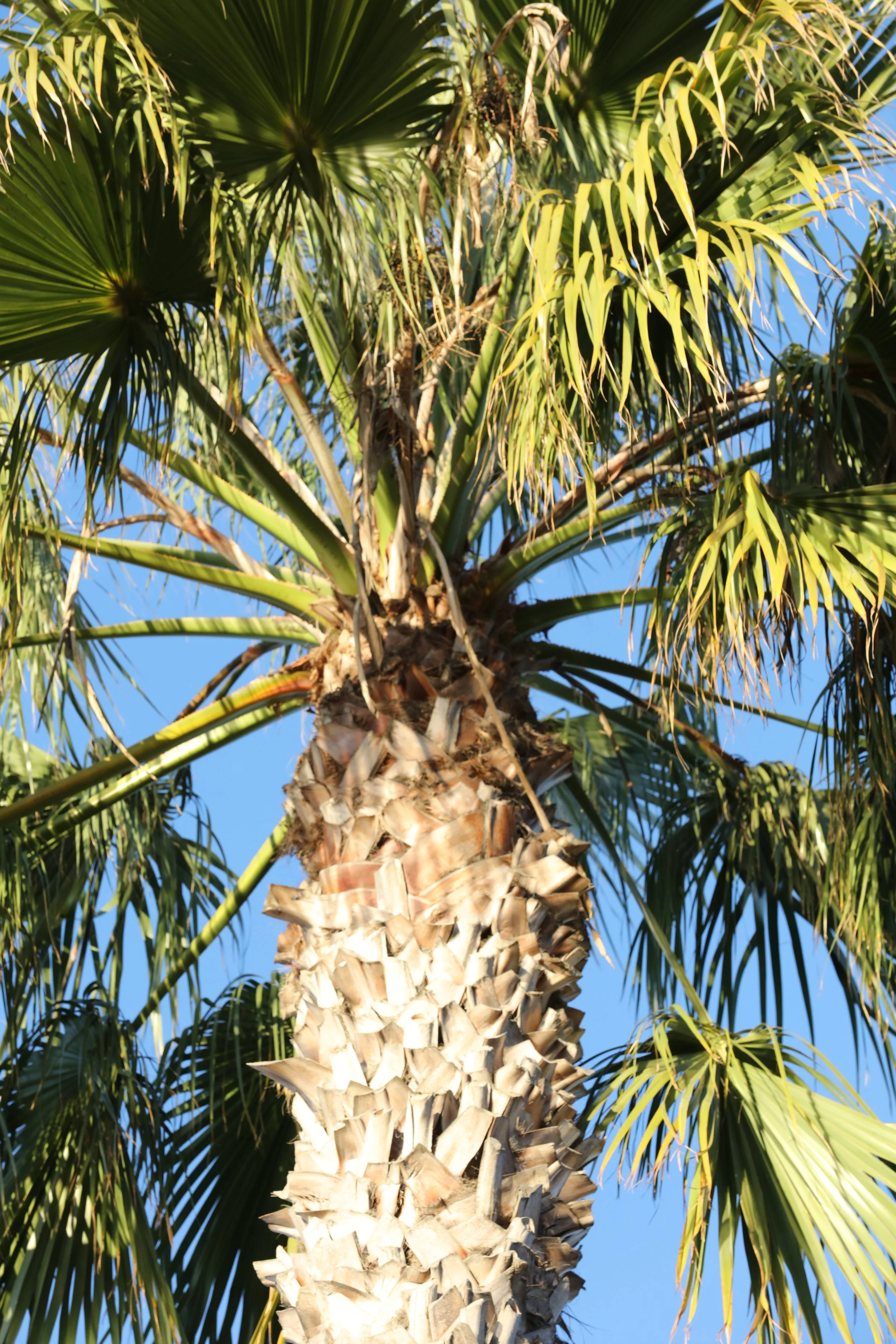 010618_SyncLyte_025.JPG