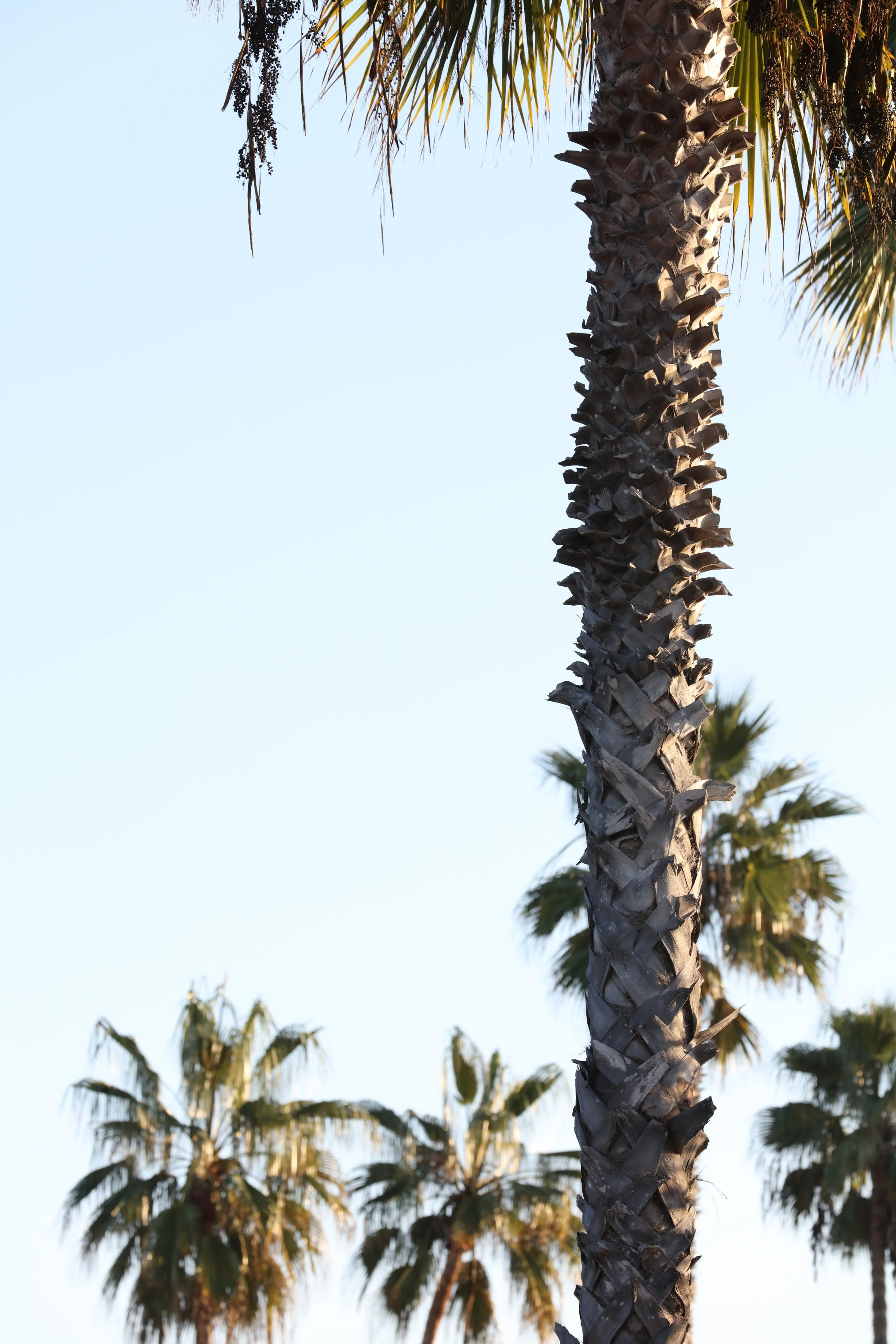 010618_SyncLyte_027.JPG