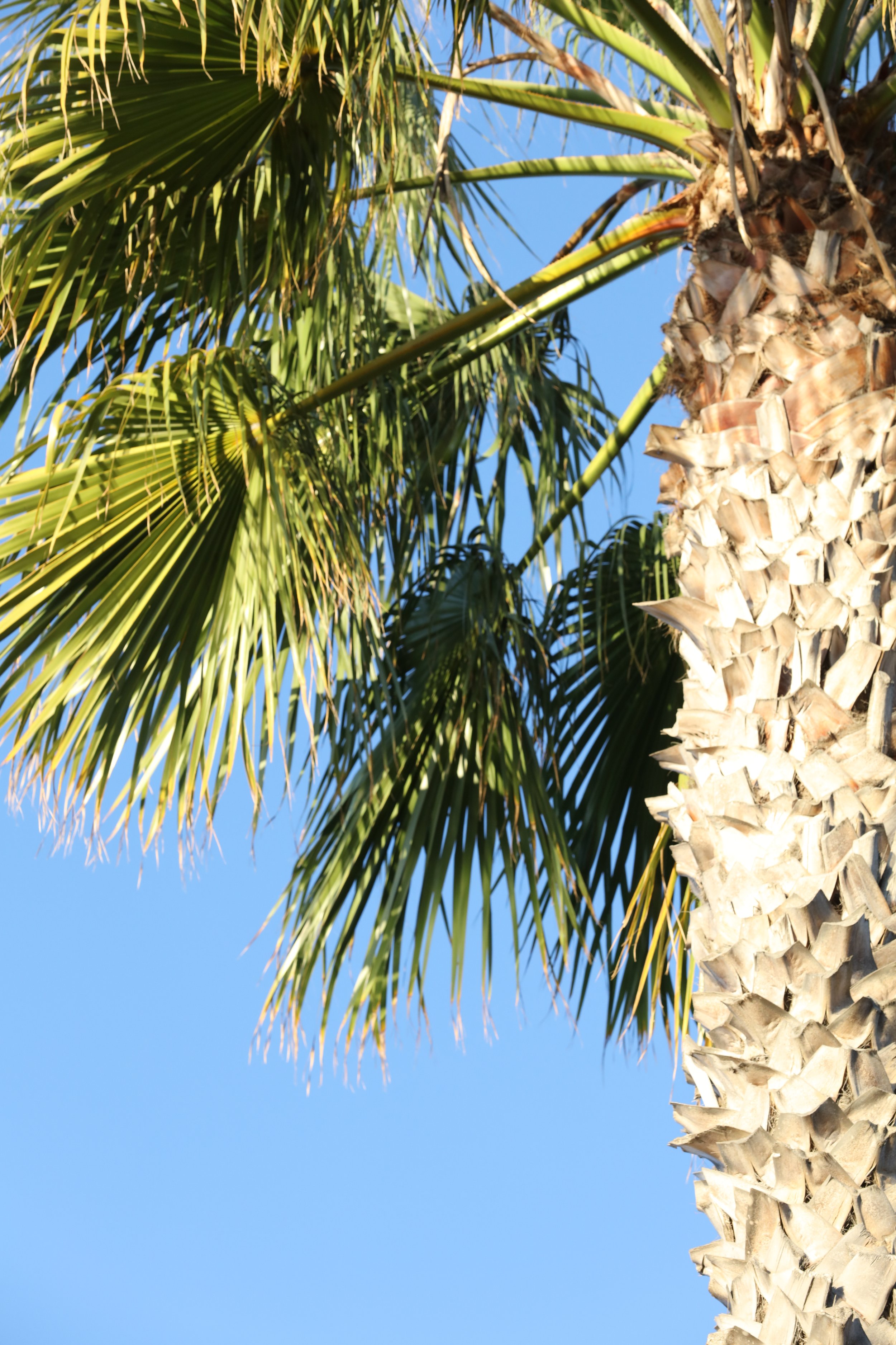 010618_SyncLyte_026.JPG