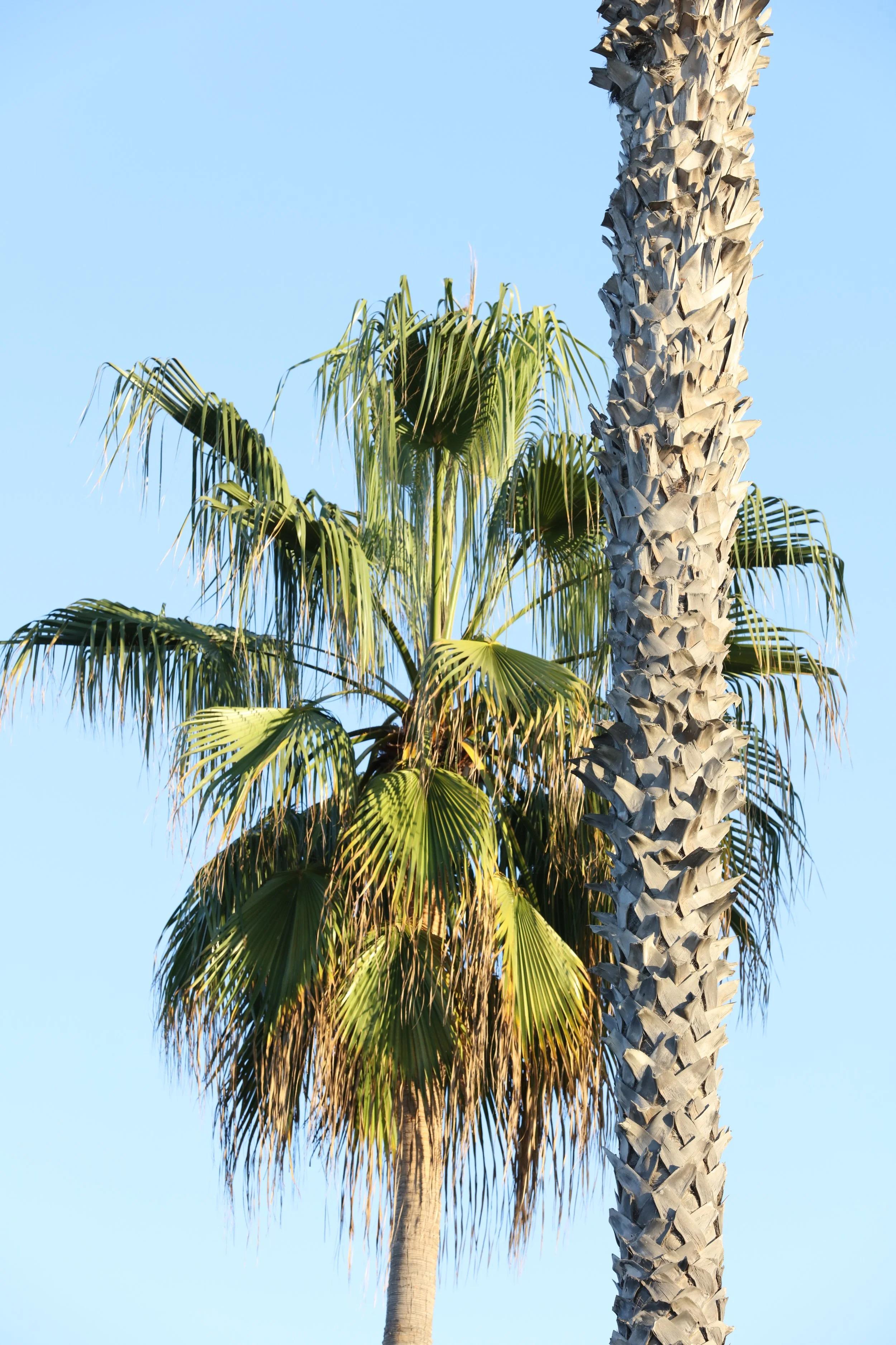 010618_SyncLyte_033.JPG