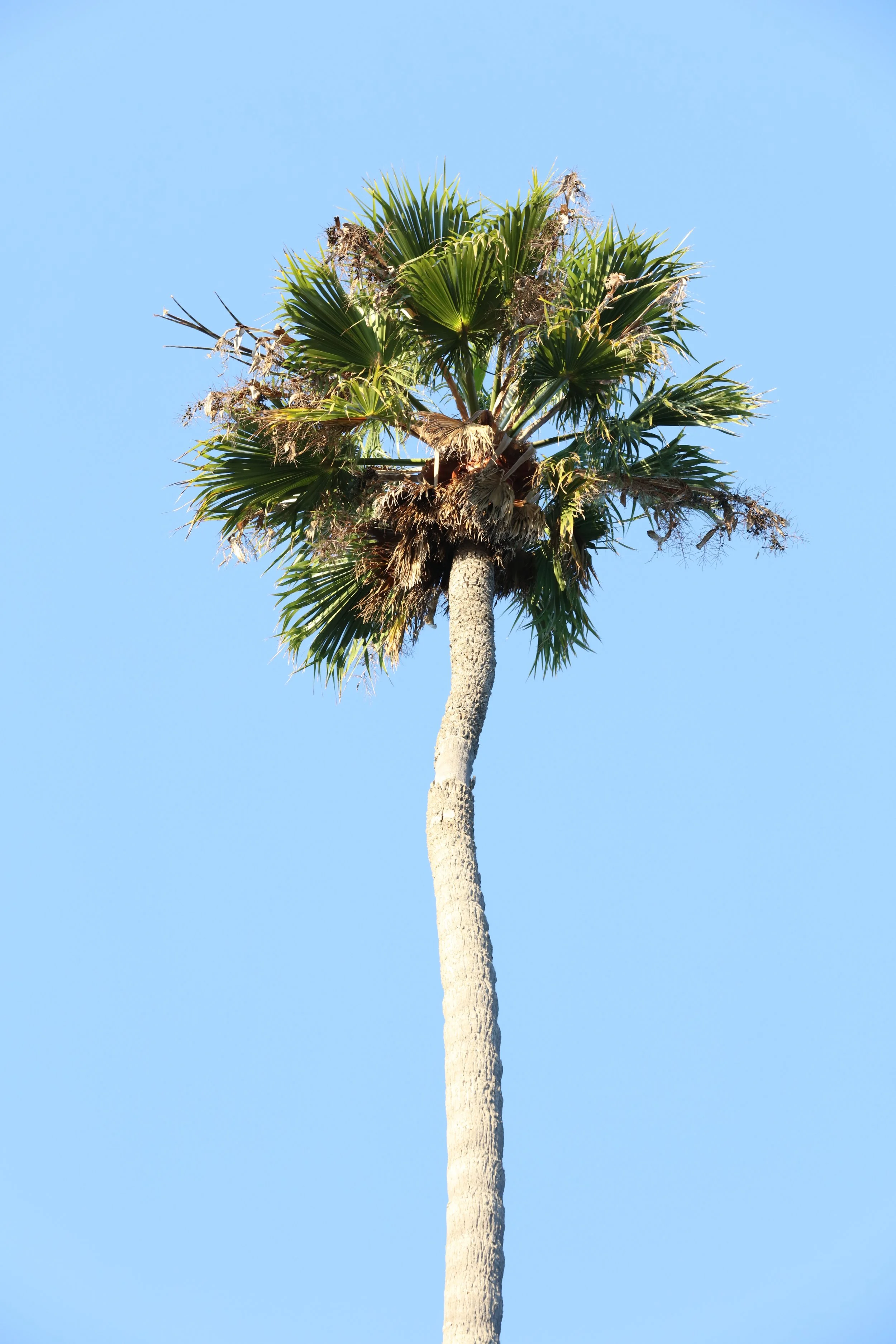 010618_SyncLyte_036.JPG