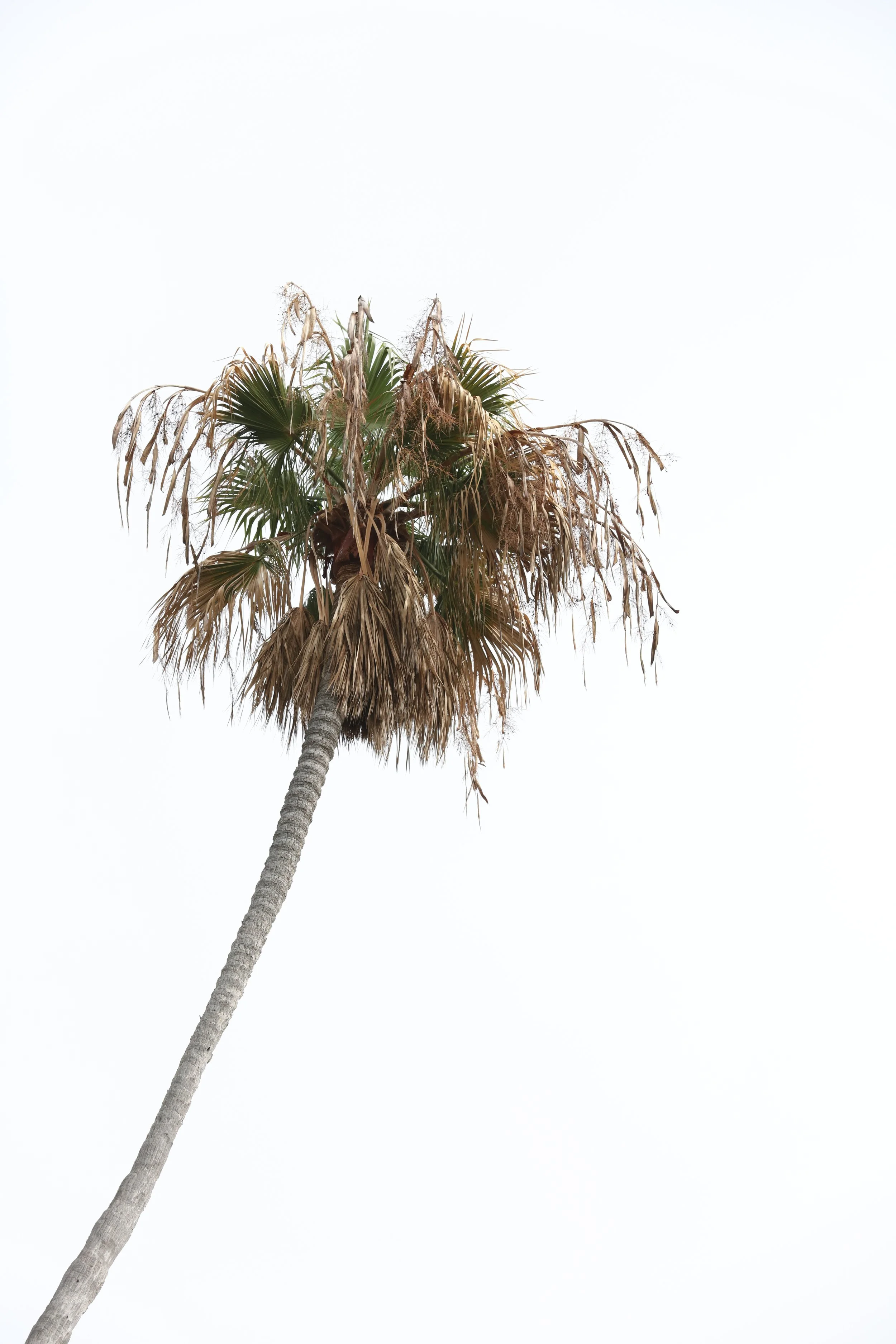 010618_SyncLyte_052.JPG
