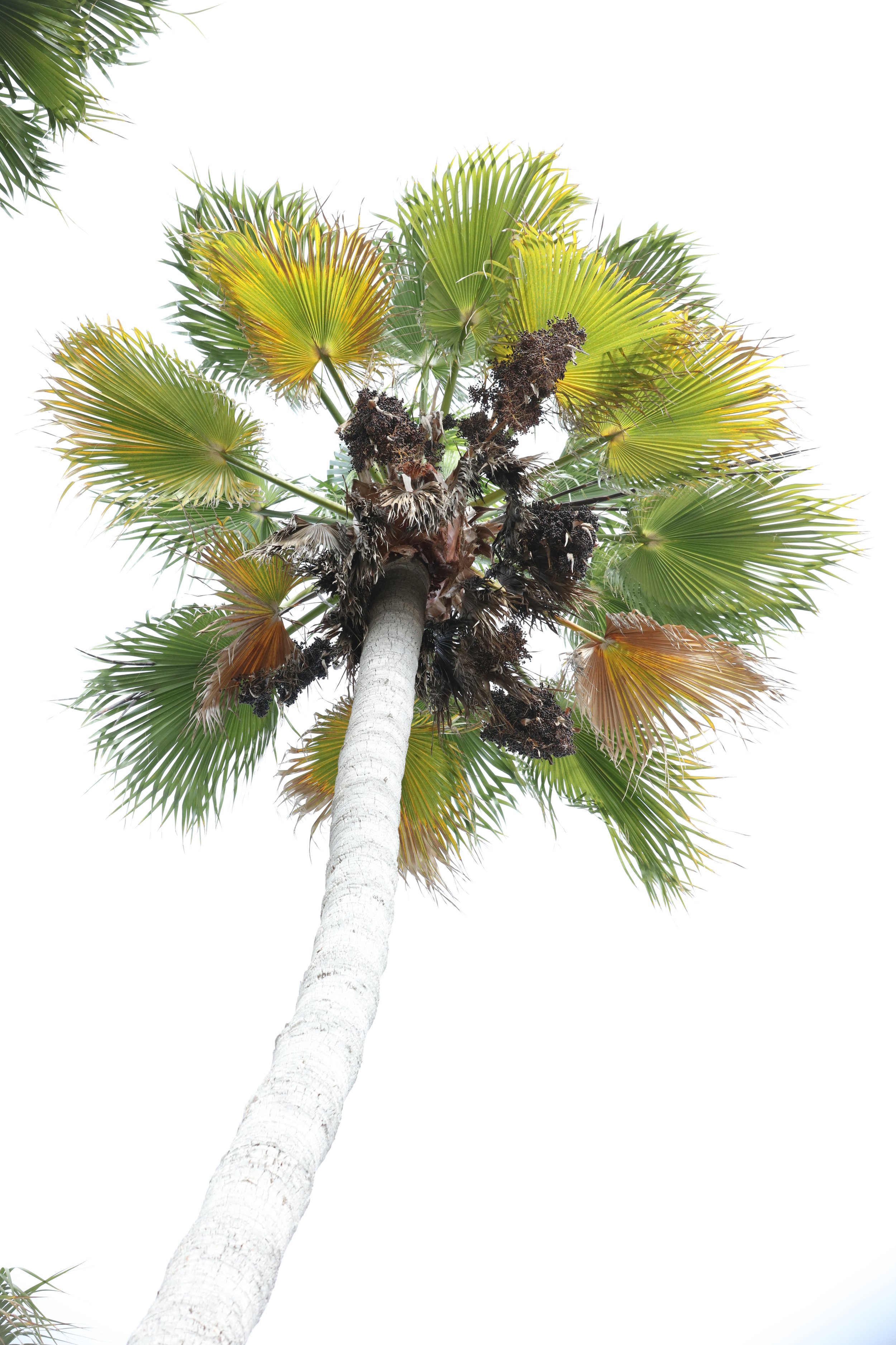 010618_SyncLyte_055.JPG