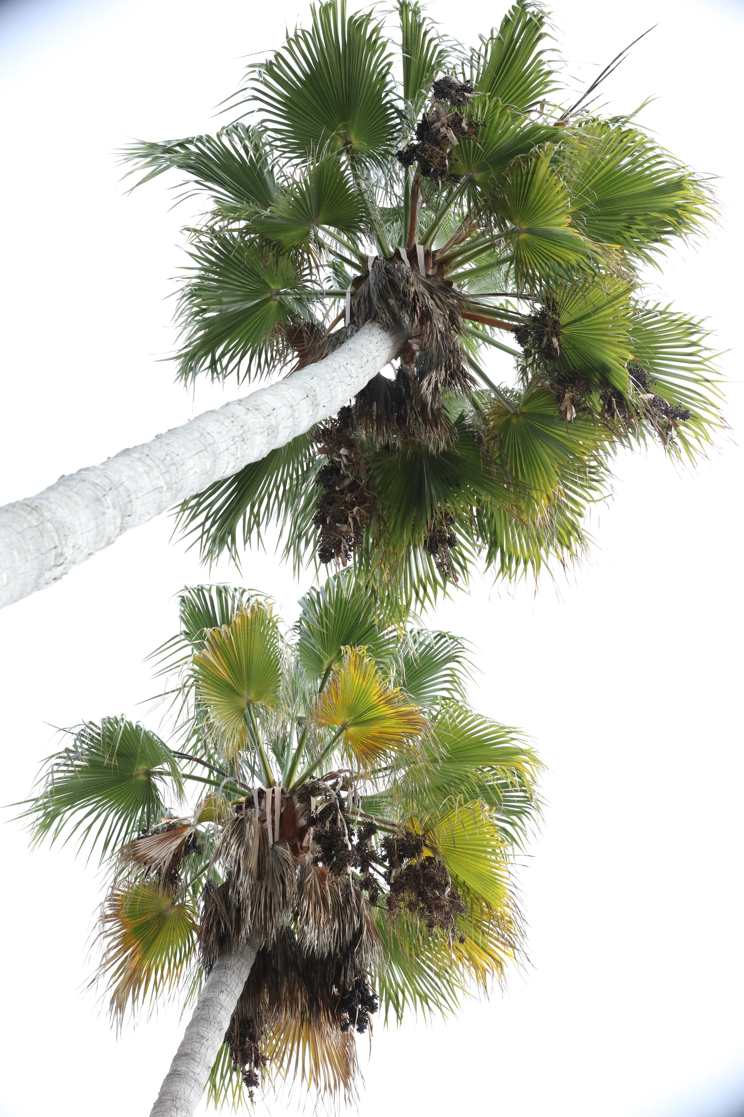 010618_SyncLyte_063.JPG