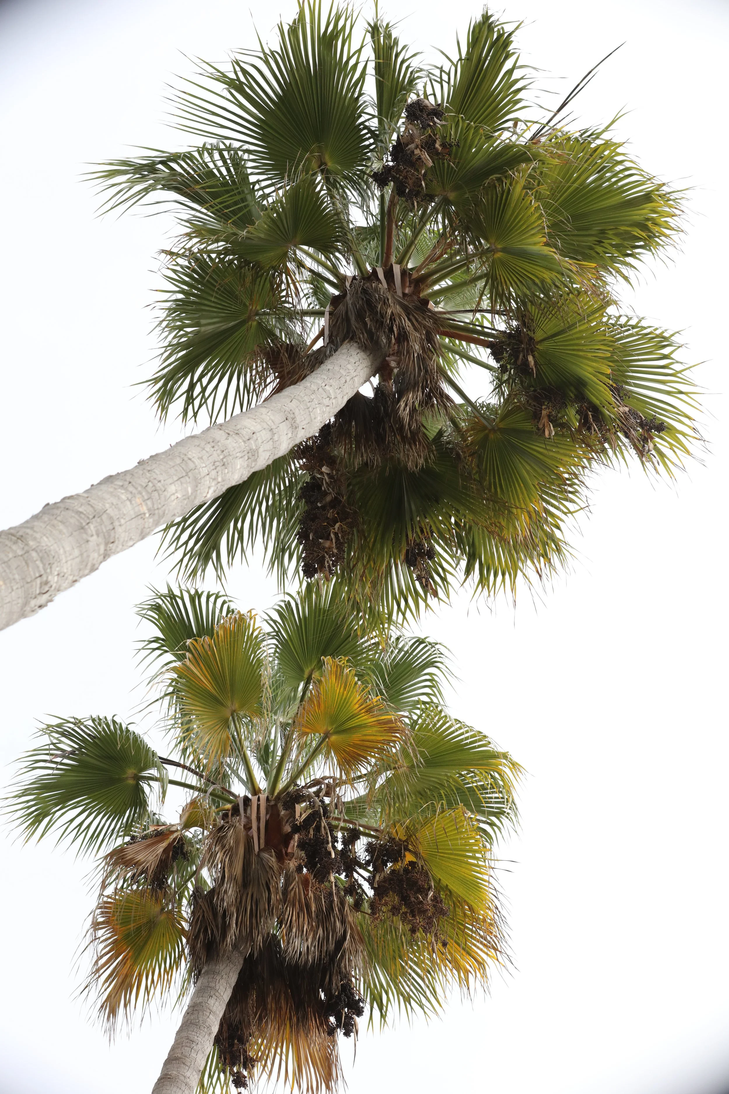 010618_SyncLyte_064.JPG