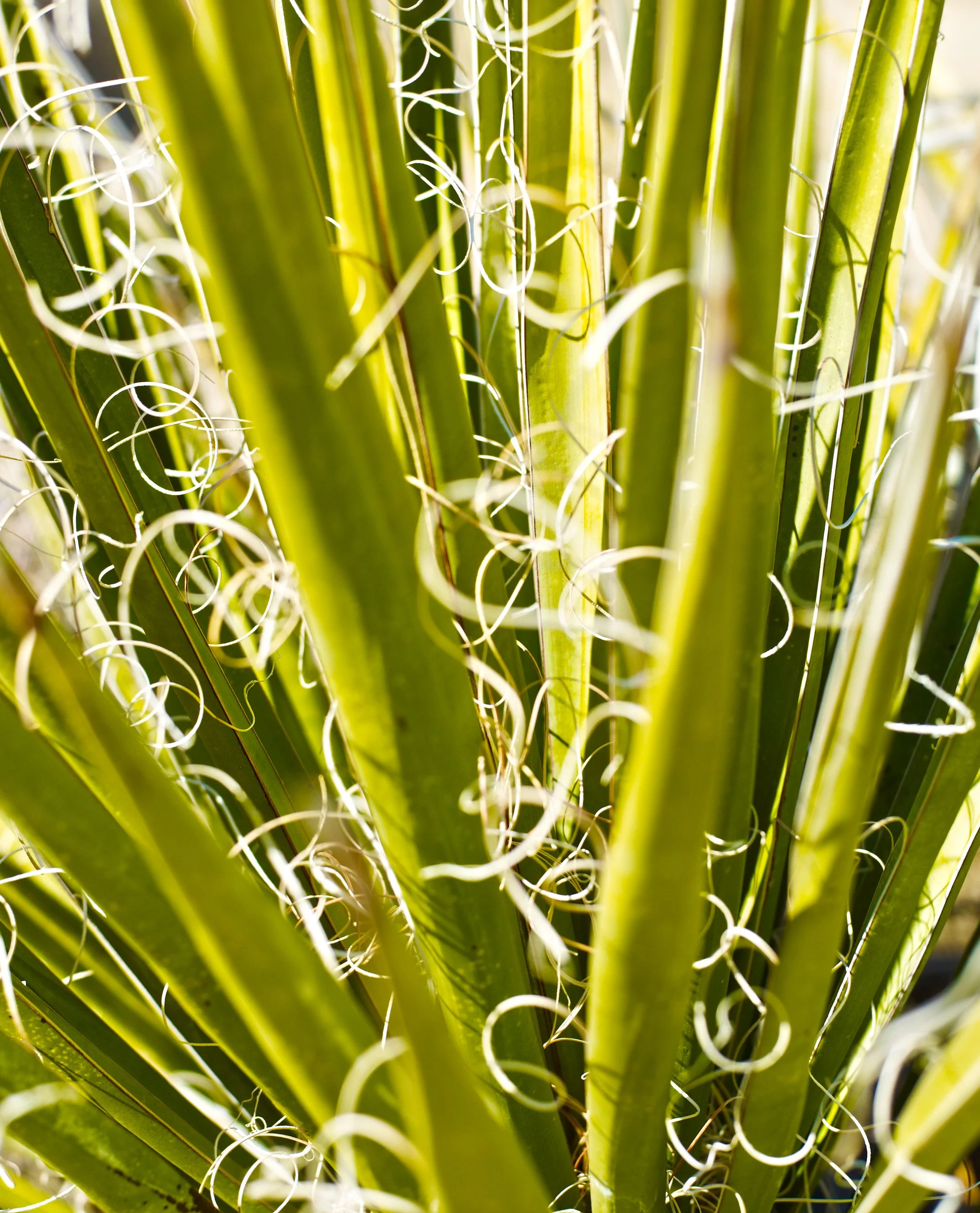 1205_SyncLyte_05.jpg