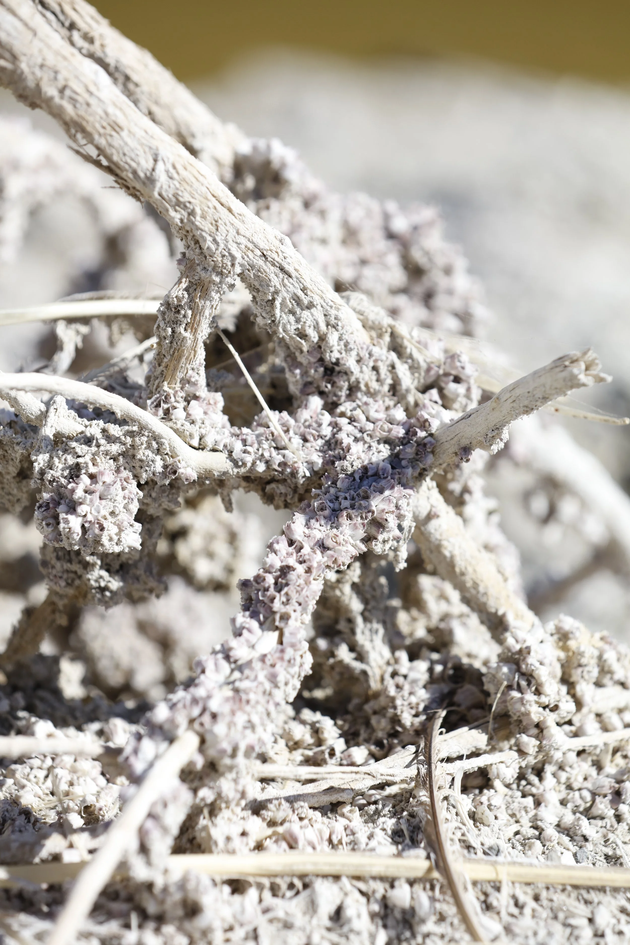 022016_SyncLyte_091.JPG