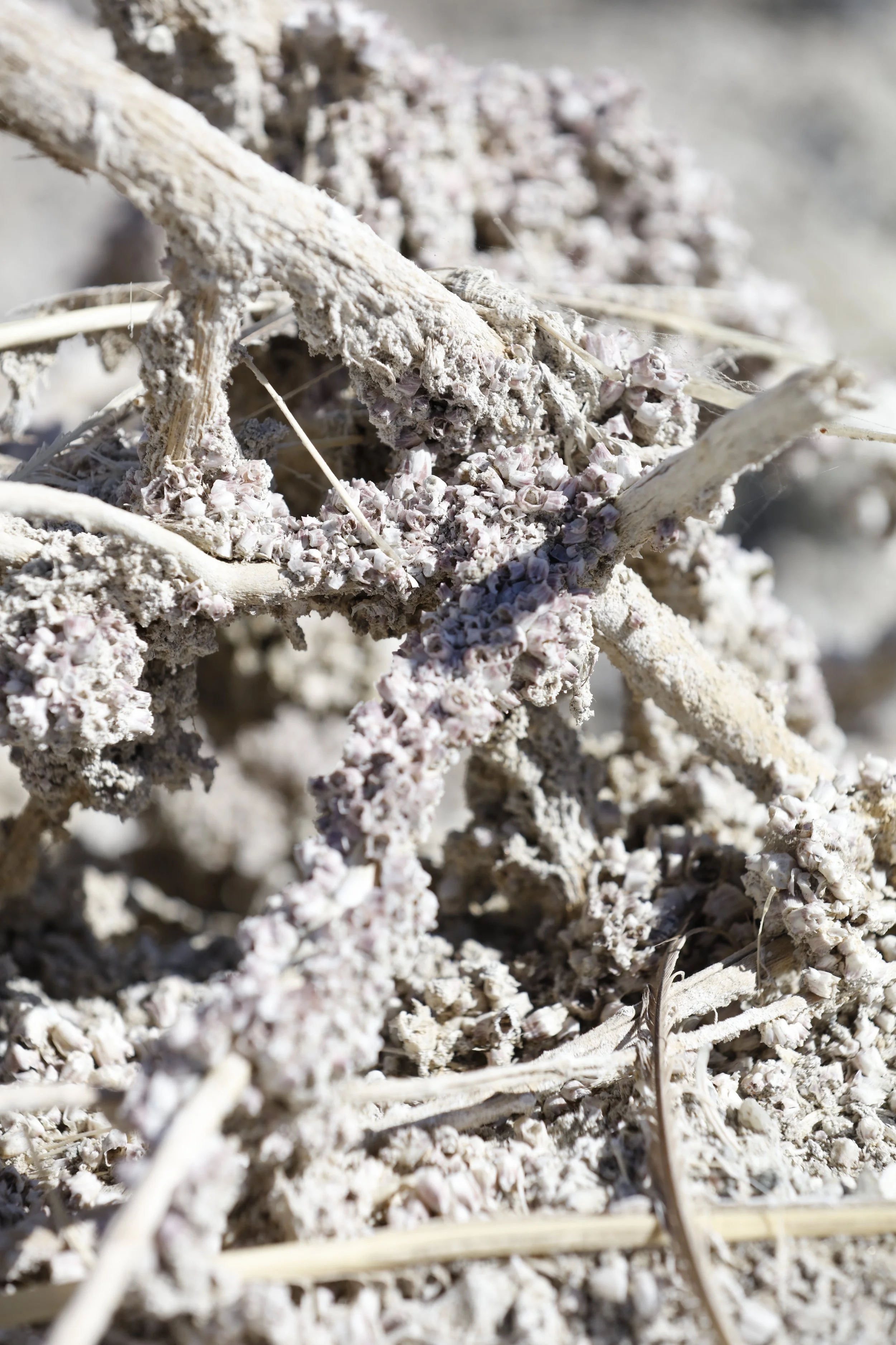 022016_SyncLyte_092.JPG