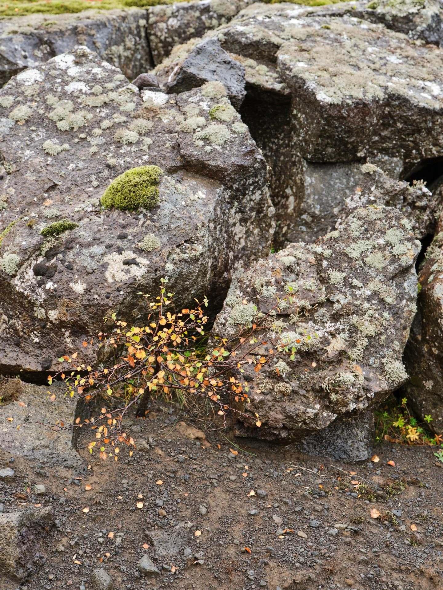 DSCF0024_1.jpg