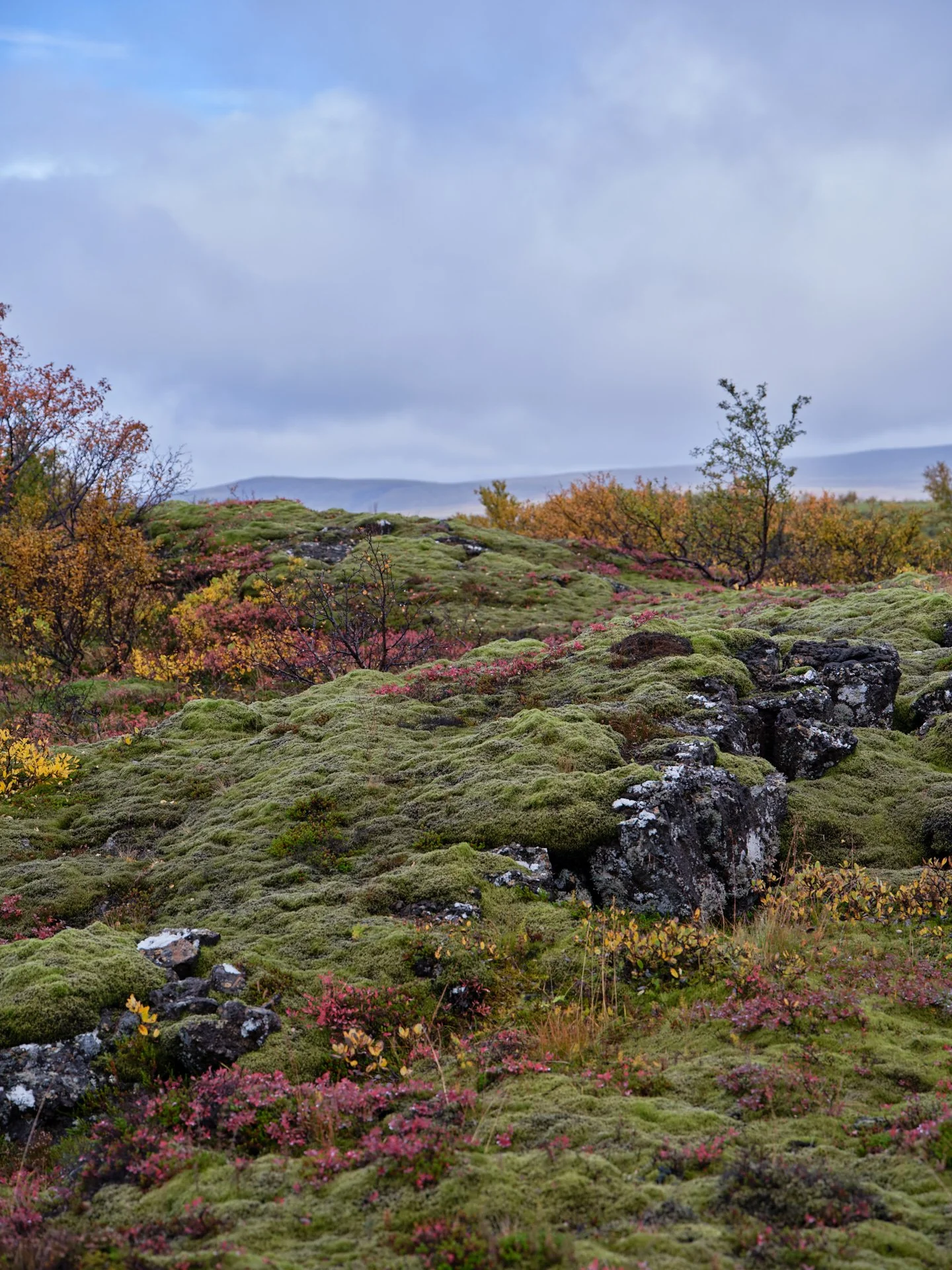 DSCF0041_1.jpg