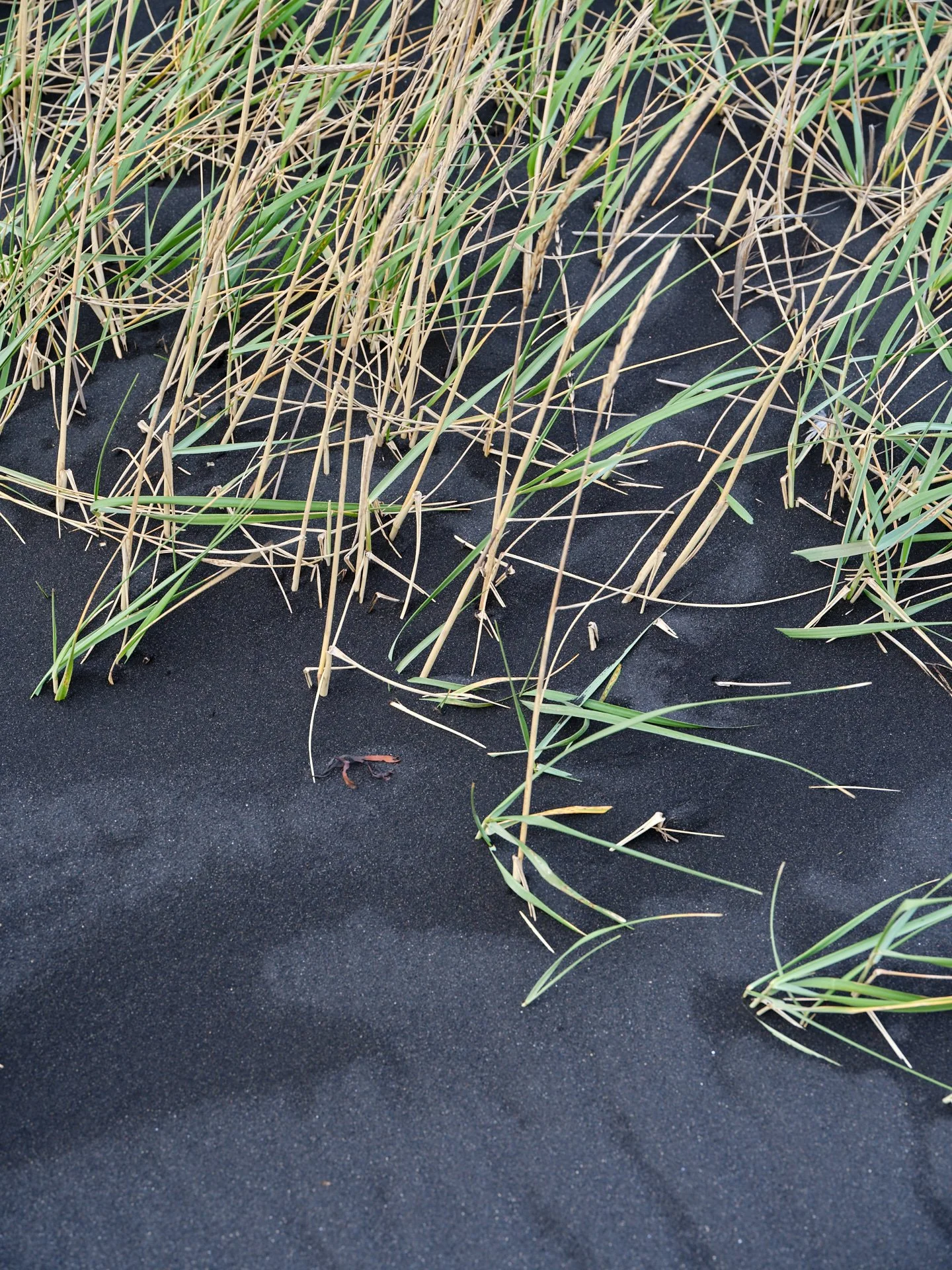 DSCF0132_1.jpg