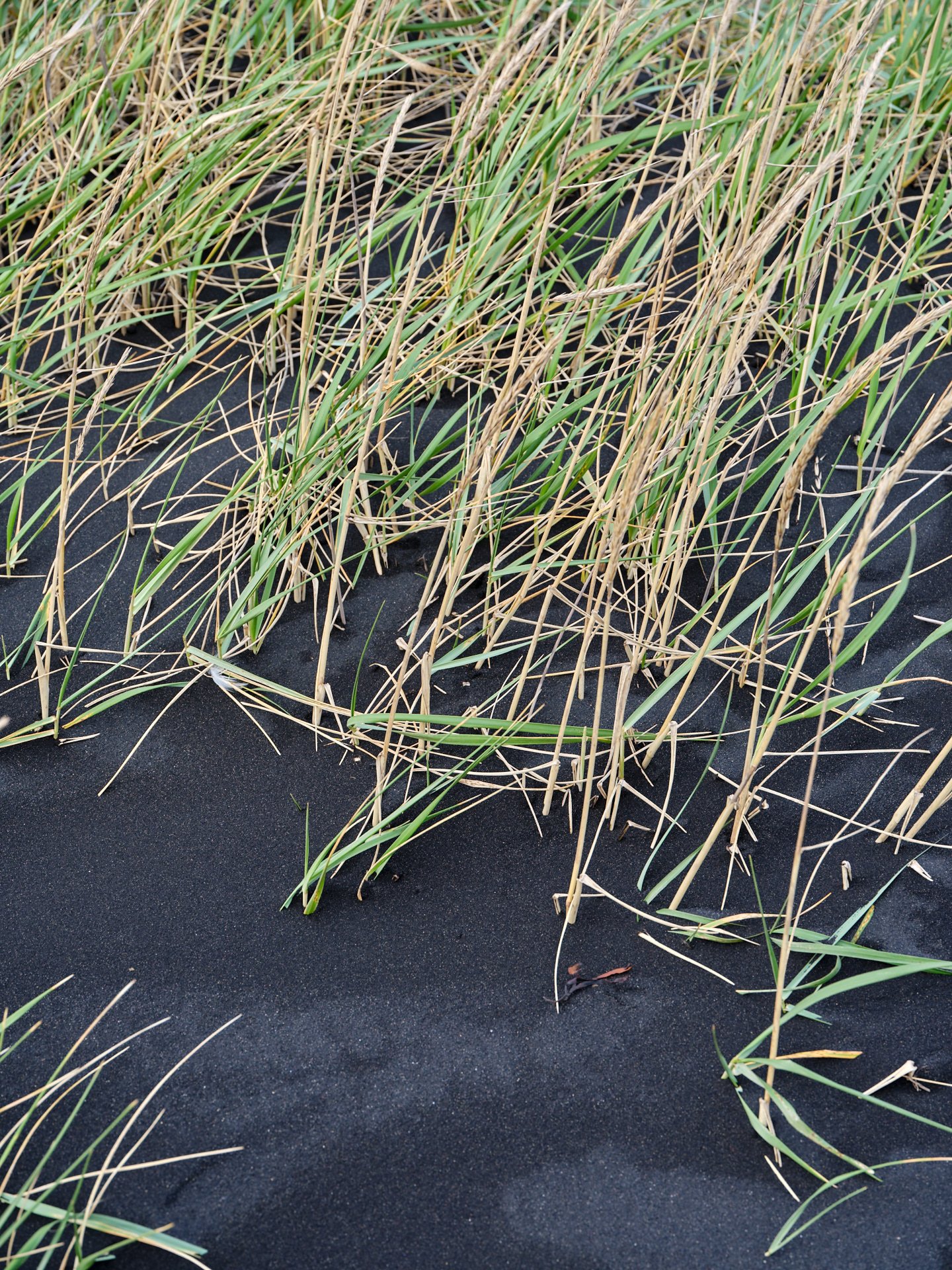 DSCF0133_1.jpg