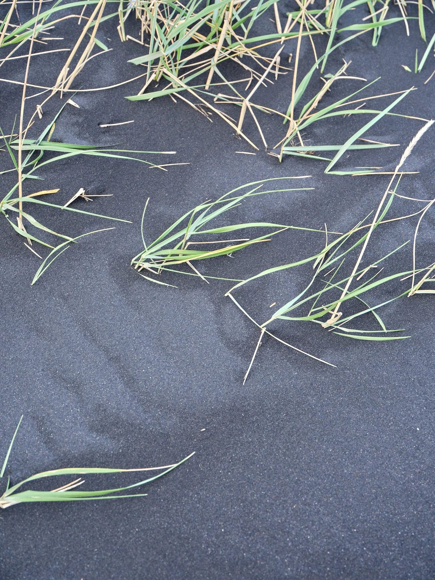 DSCF0135_1.jpg