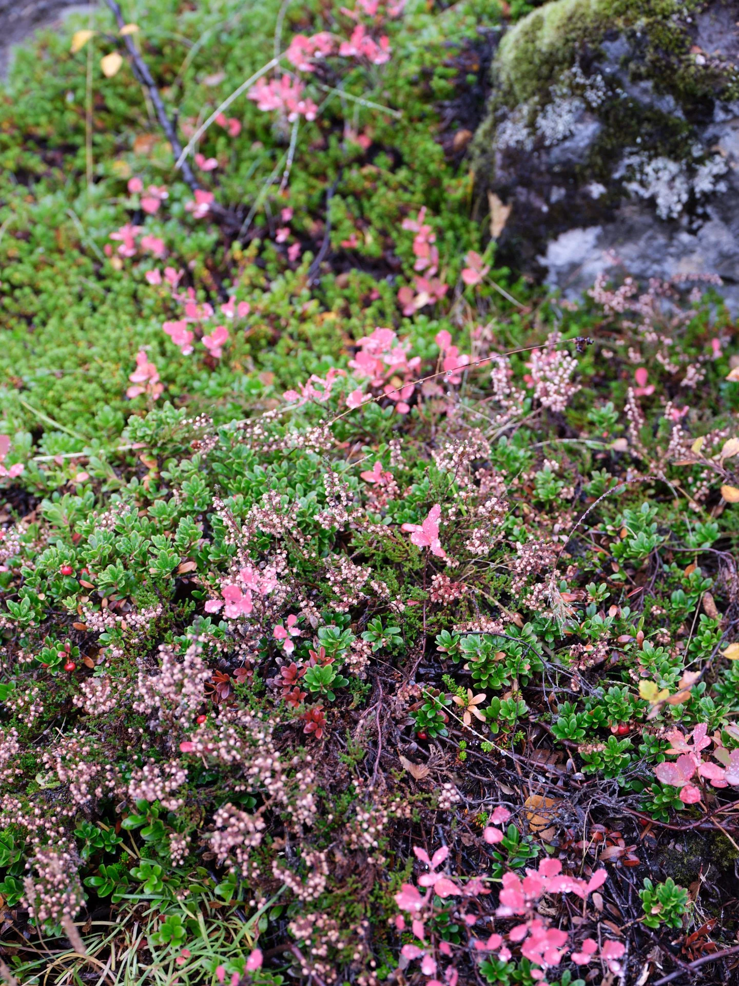 DSCF0262_1.jpg