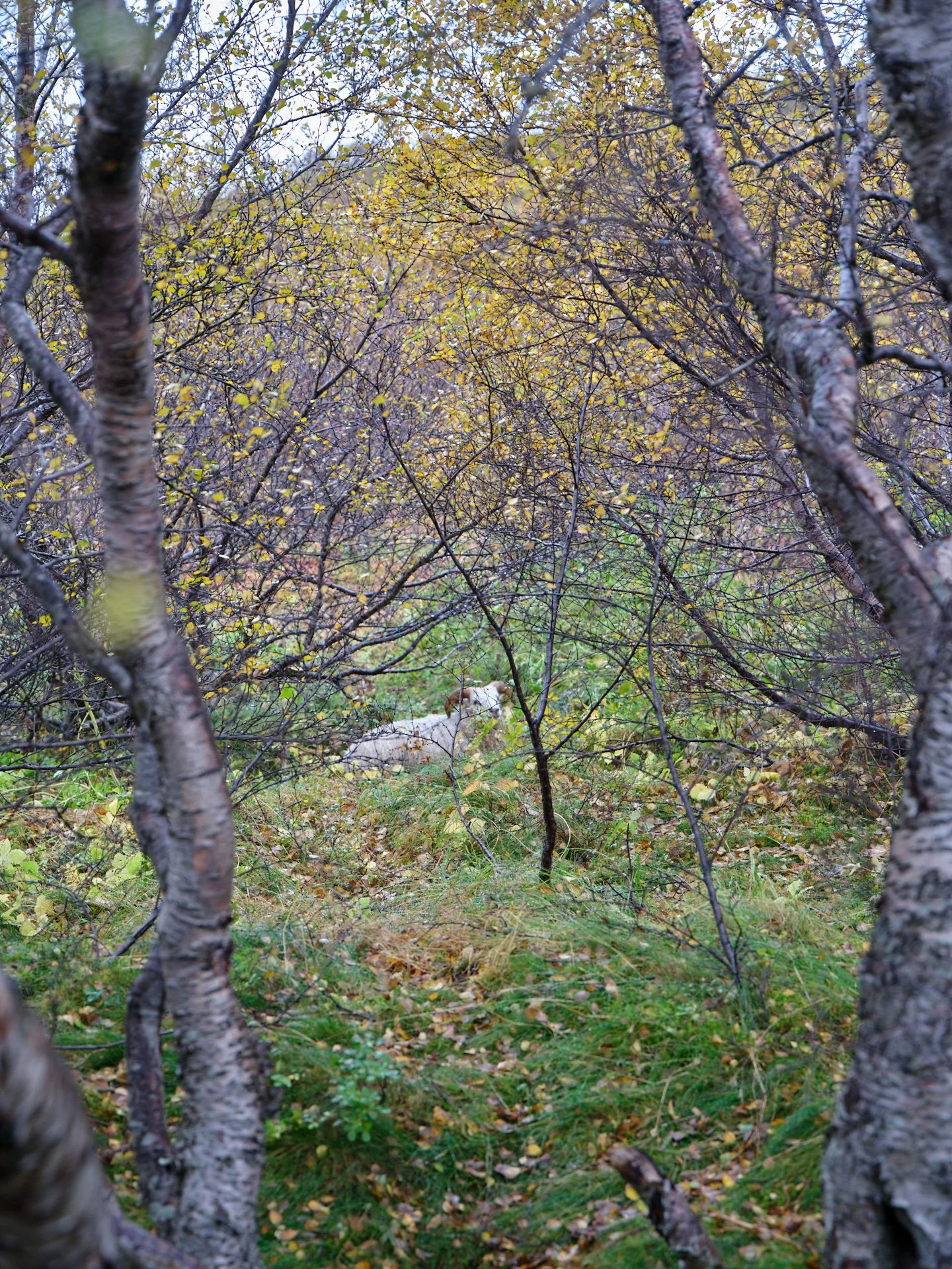 DSCF0264_1.jpg
