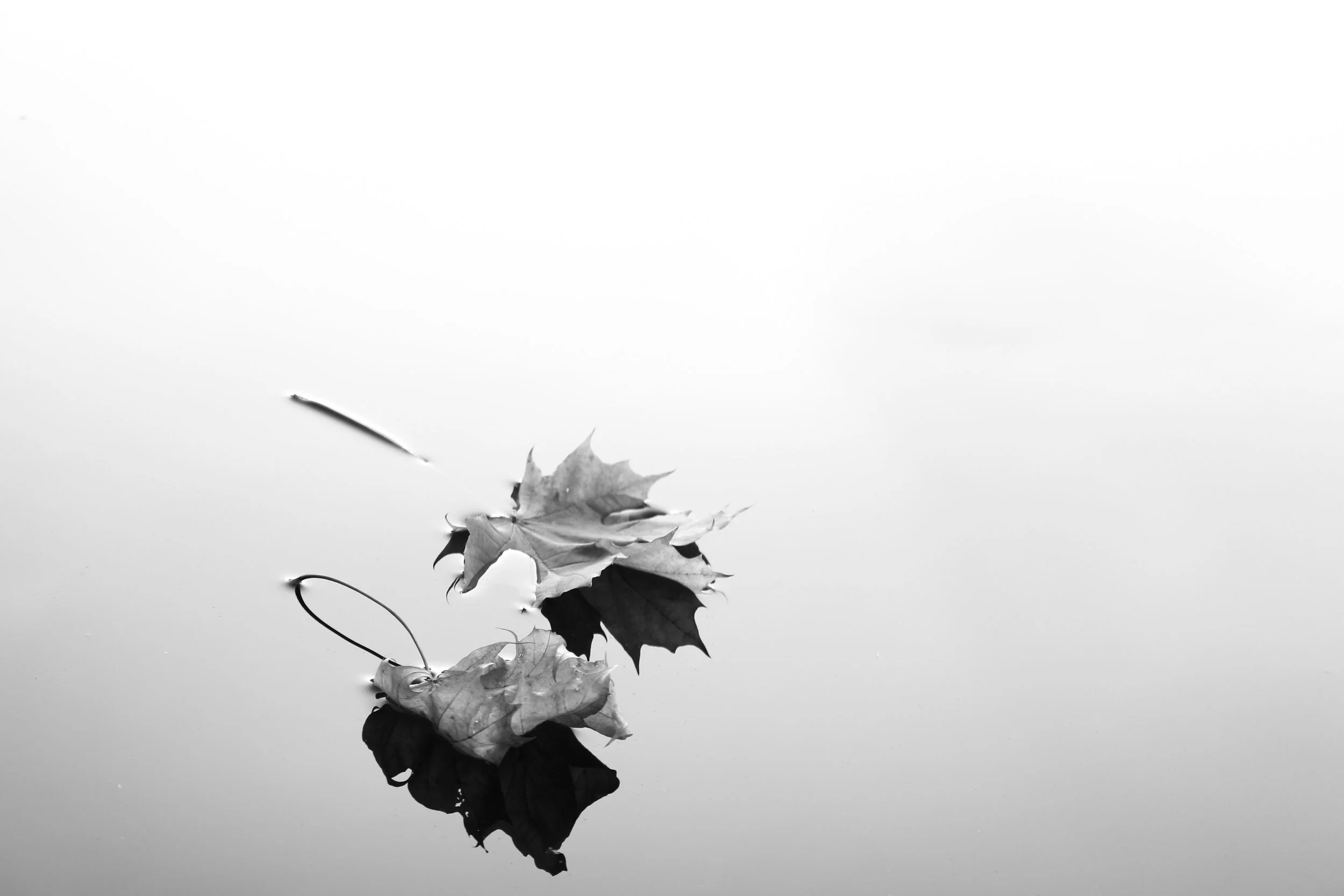 floating leaves.jpg