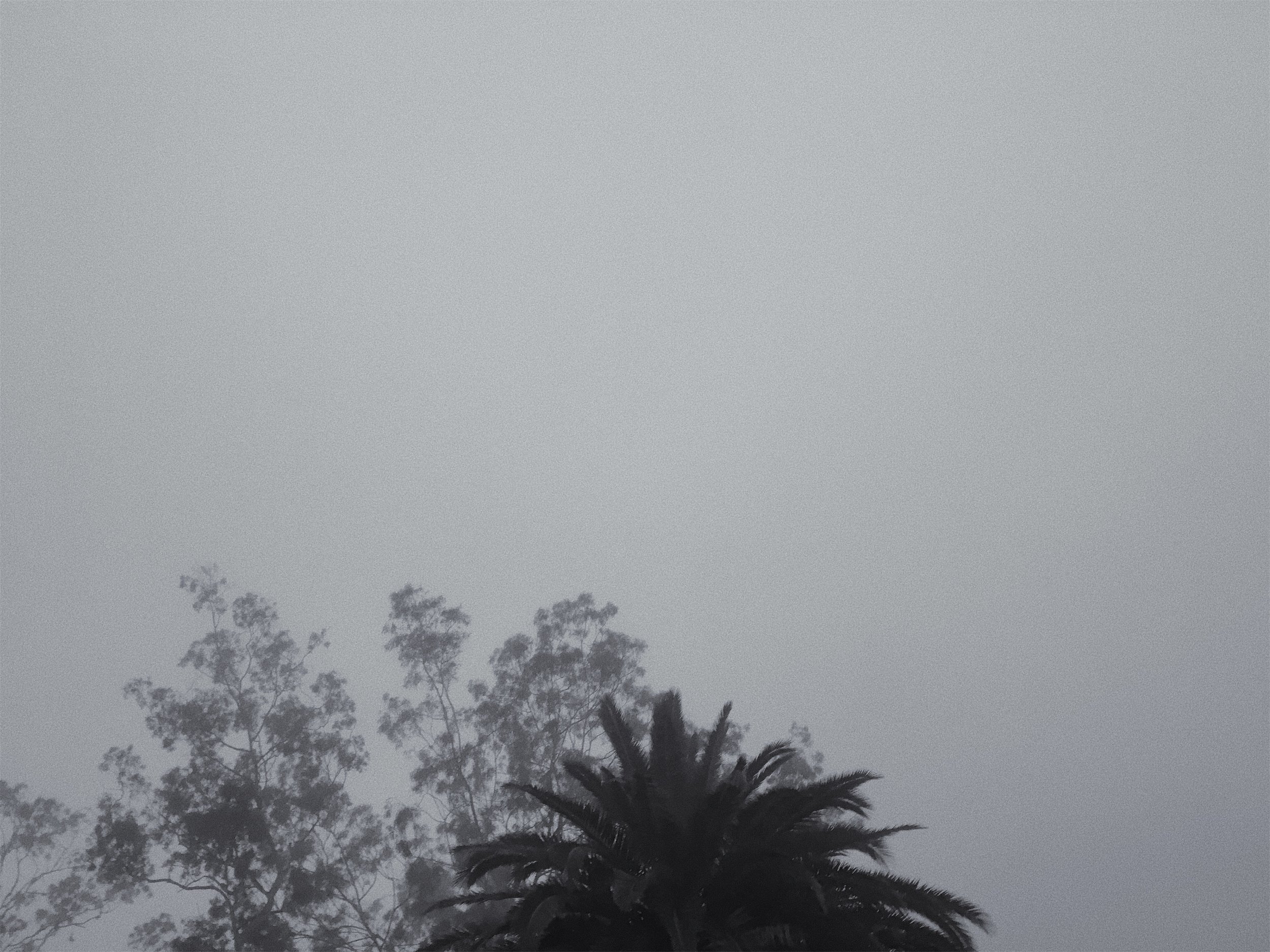 Palm and Tree - Alexander Beh.jpeg