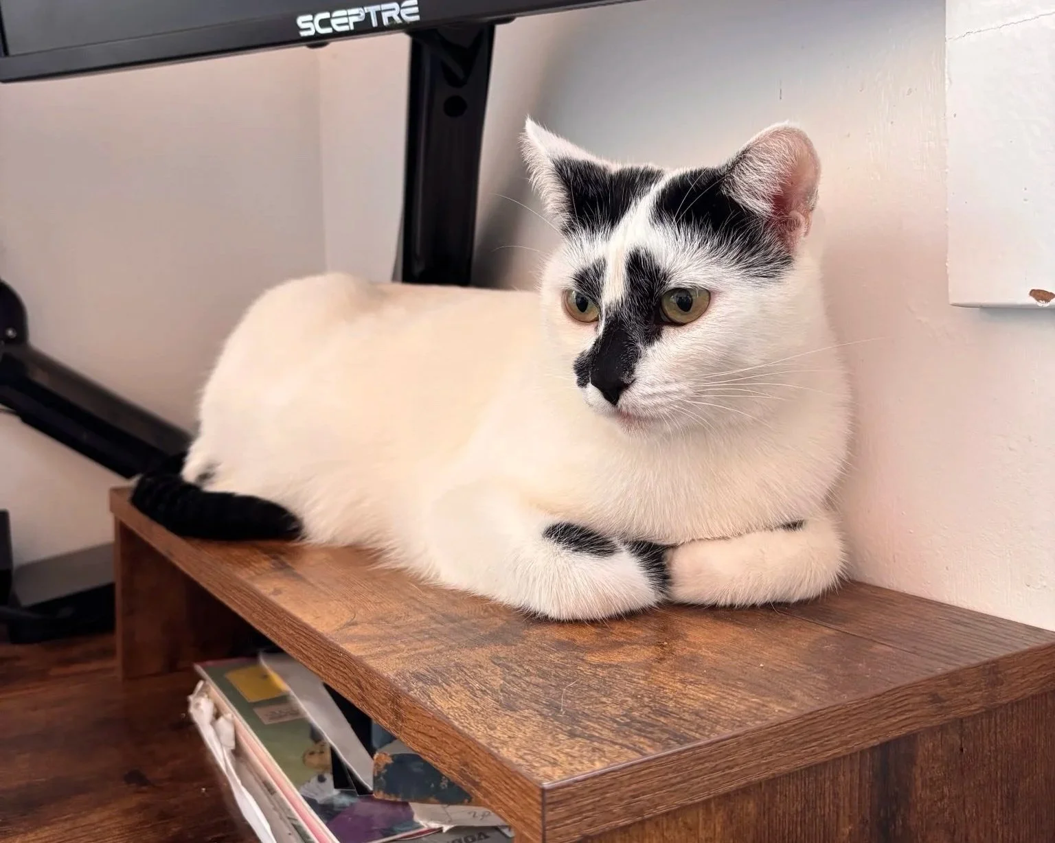 White cat with black markings sitting on a desk with paws curled under her chest