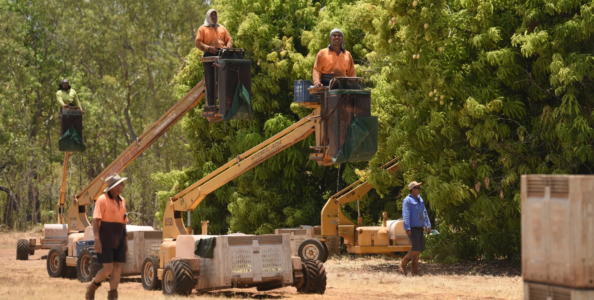 Craig Smith_Harvest in full swing_Katherine.JPG