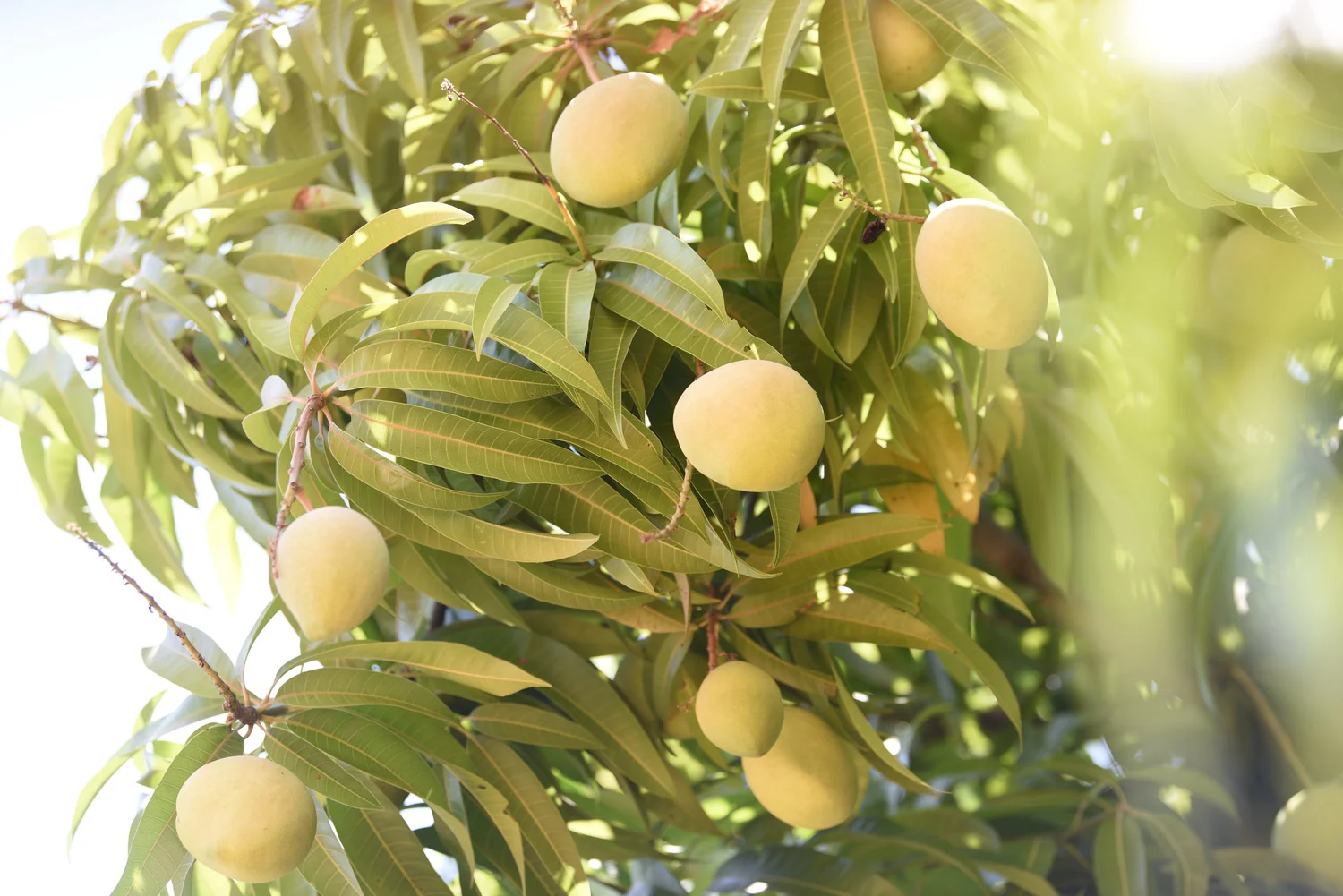 Types Of Mangoes In Australia