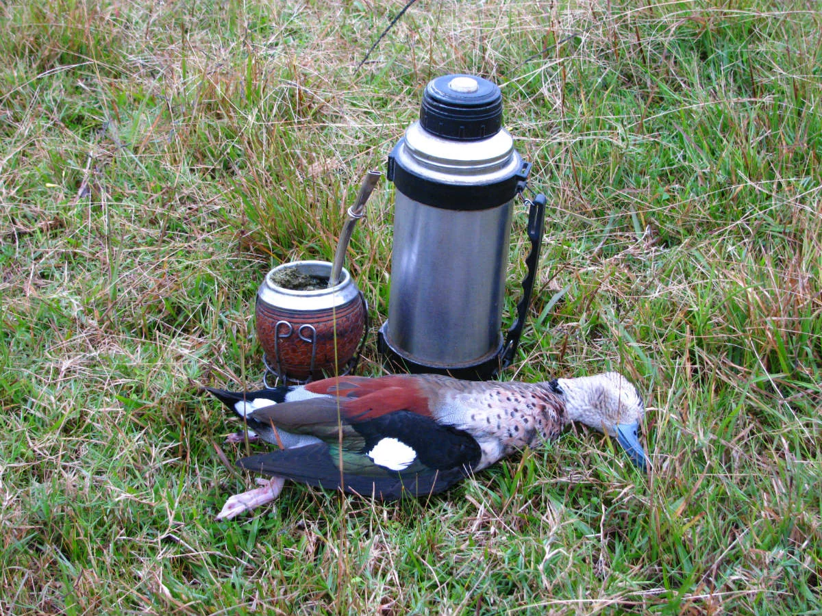 ring teal and mate .jpg