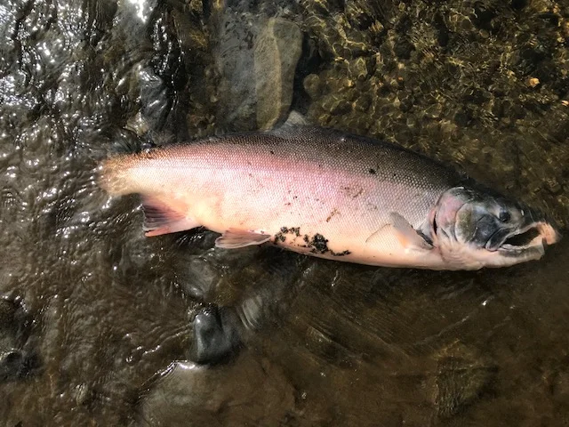 This healthy buck cohoe took a hot-pink streamer mid-afternoon under a cloudy sky. Soon after landing him, the sun came out and the rest of the fish in the pool developed lock jaw.