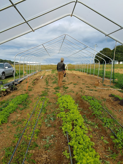 Our newest high tunnel, halfway prepped, with another one full of greens behind
