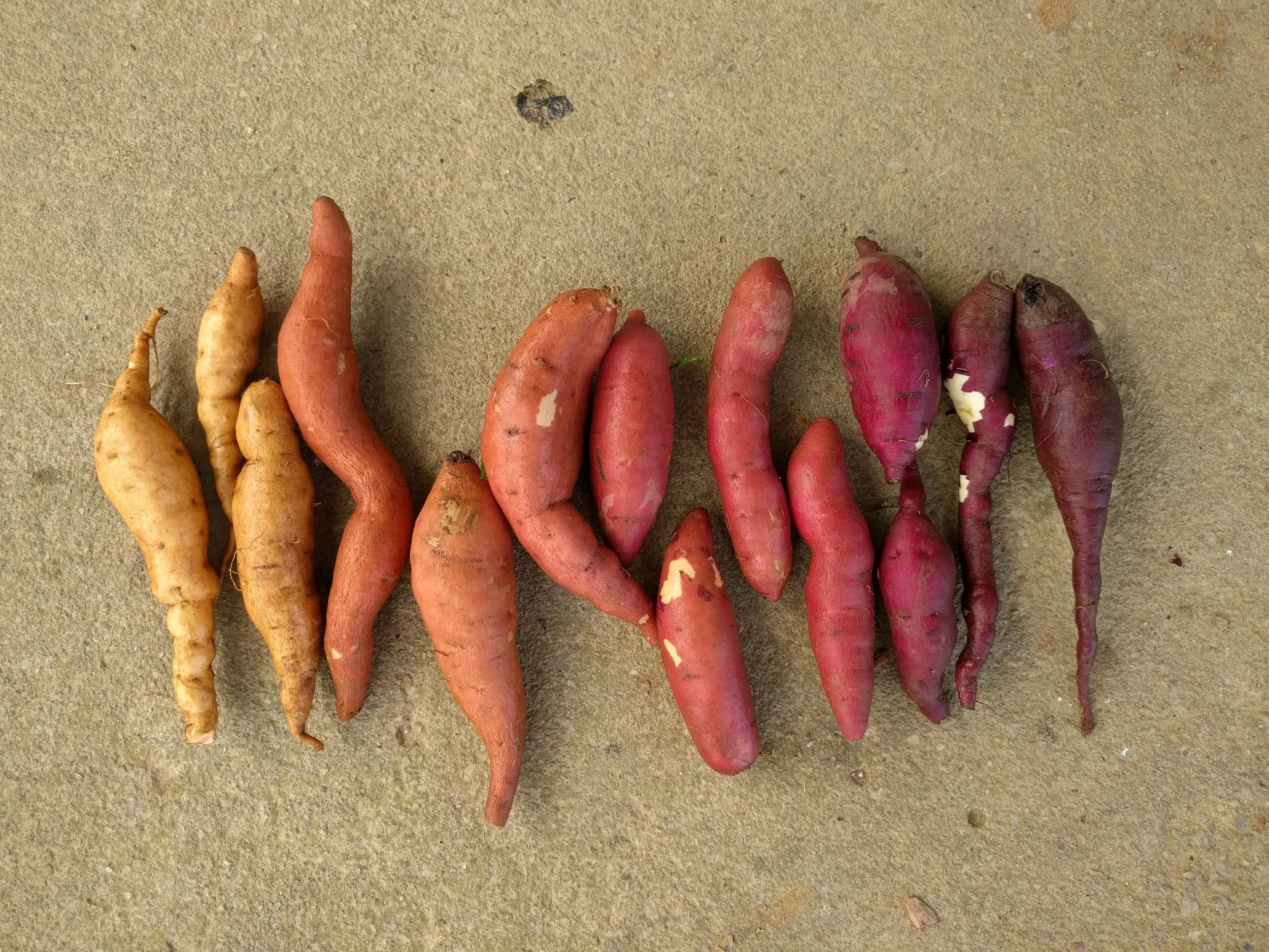 Fingerling sweet potatoes. Longest tuber pictured is about 5 inches. Left to right: White Hamon, All-gold, Hernandez, Covington, Beauregard, Murasaki, Adirondack blue.