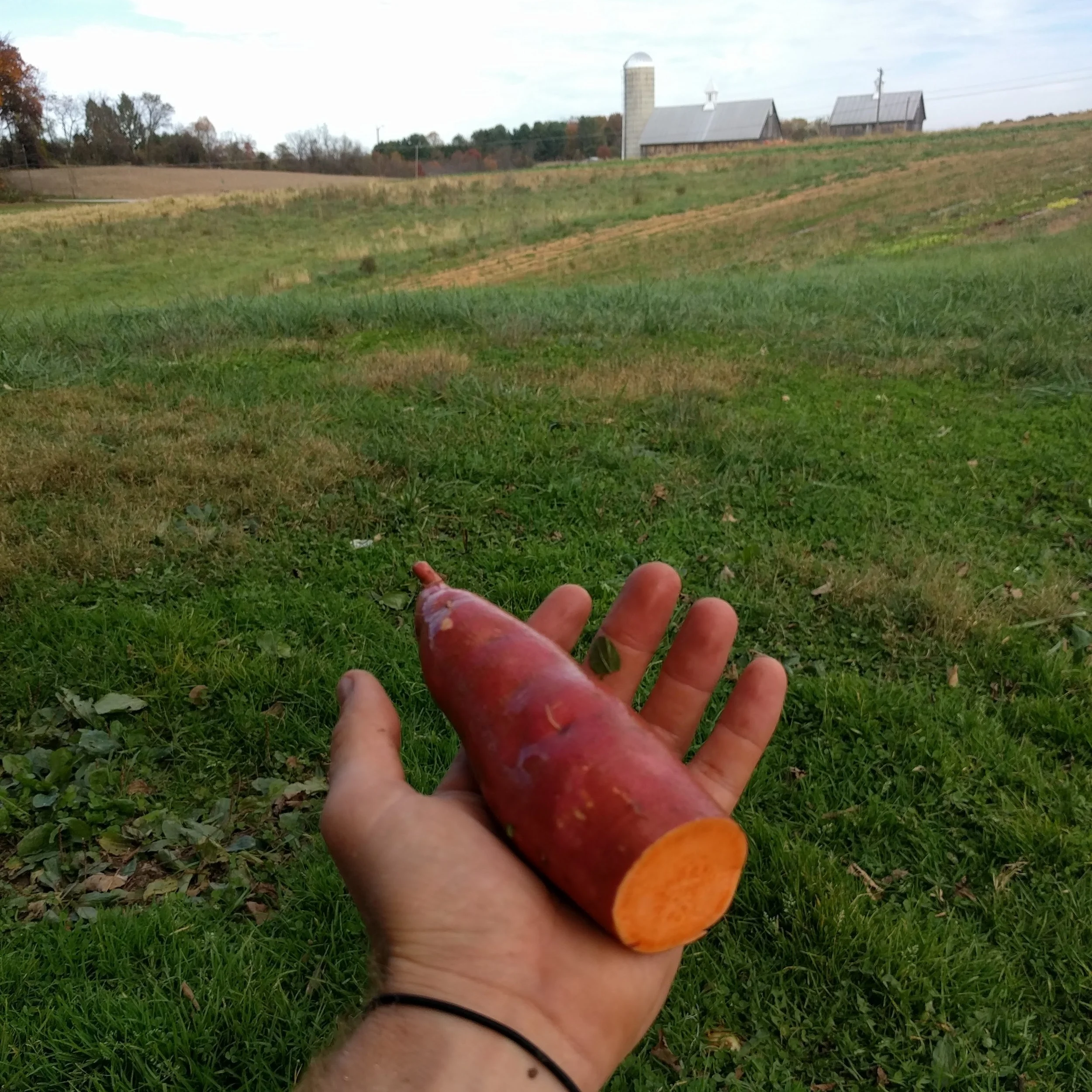 We love our various colored sweets, but for thanksgiving, it has to be orange.