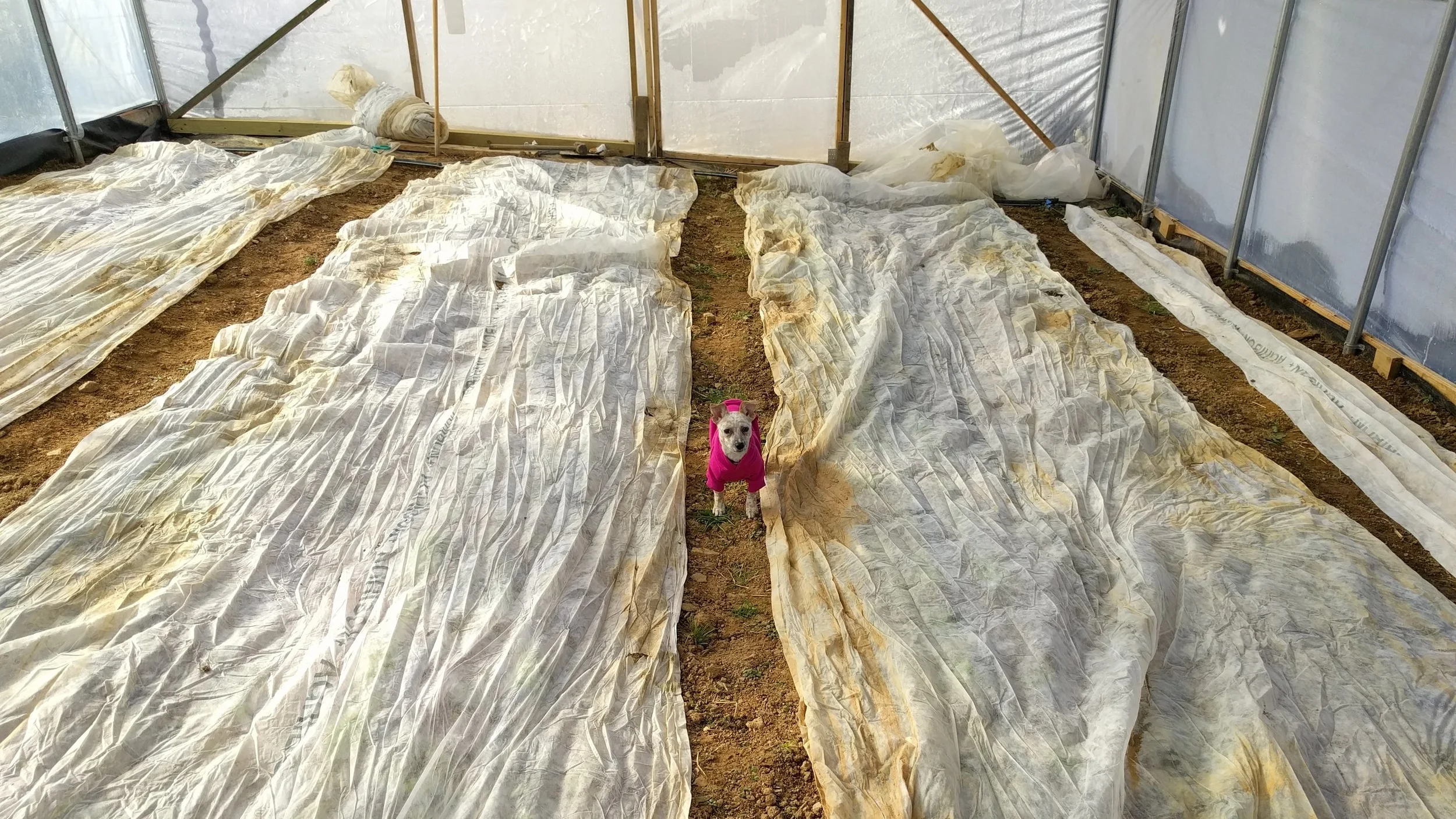 Already learning to pull her weight around here and help with the row cover management.