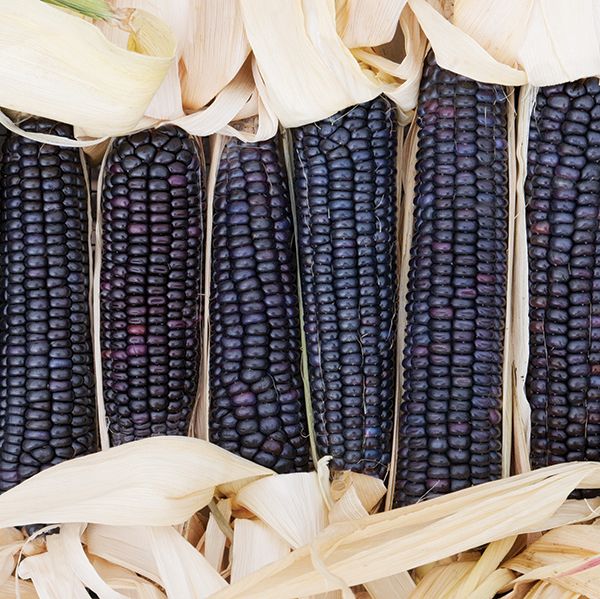 Jerry Peterson blue flint corn. South Dakota heirloom. Flint corns are for roasting or popping, but we also hope to find someone to mill it into flour for us.