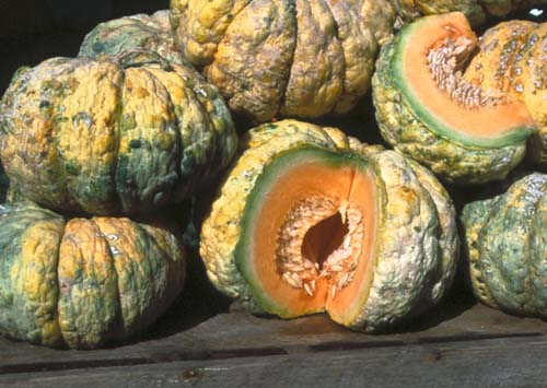 Prescott fond blanc true cantaloupe (i.e., no netting on the skin). A French heirloom grown in the US since at least 1850.
