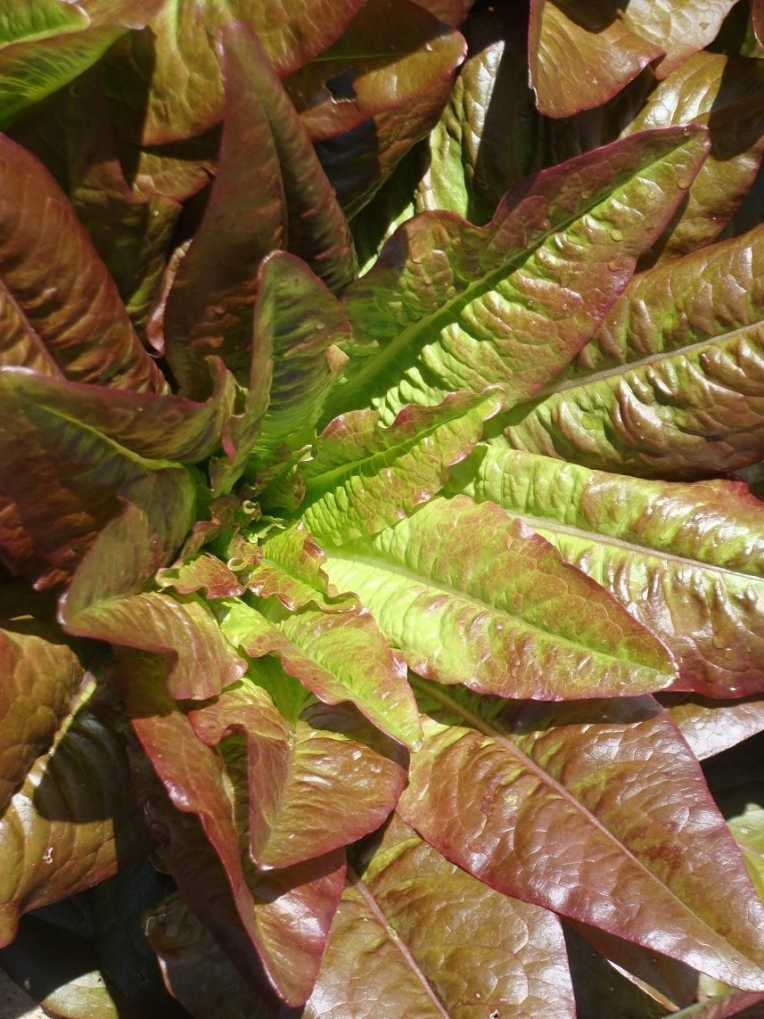 Devil's Ear lettuce is a French heirloom once maintained by the Abundant Life Seed Foundation.