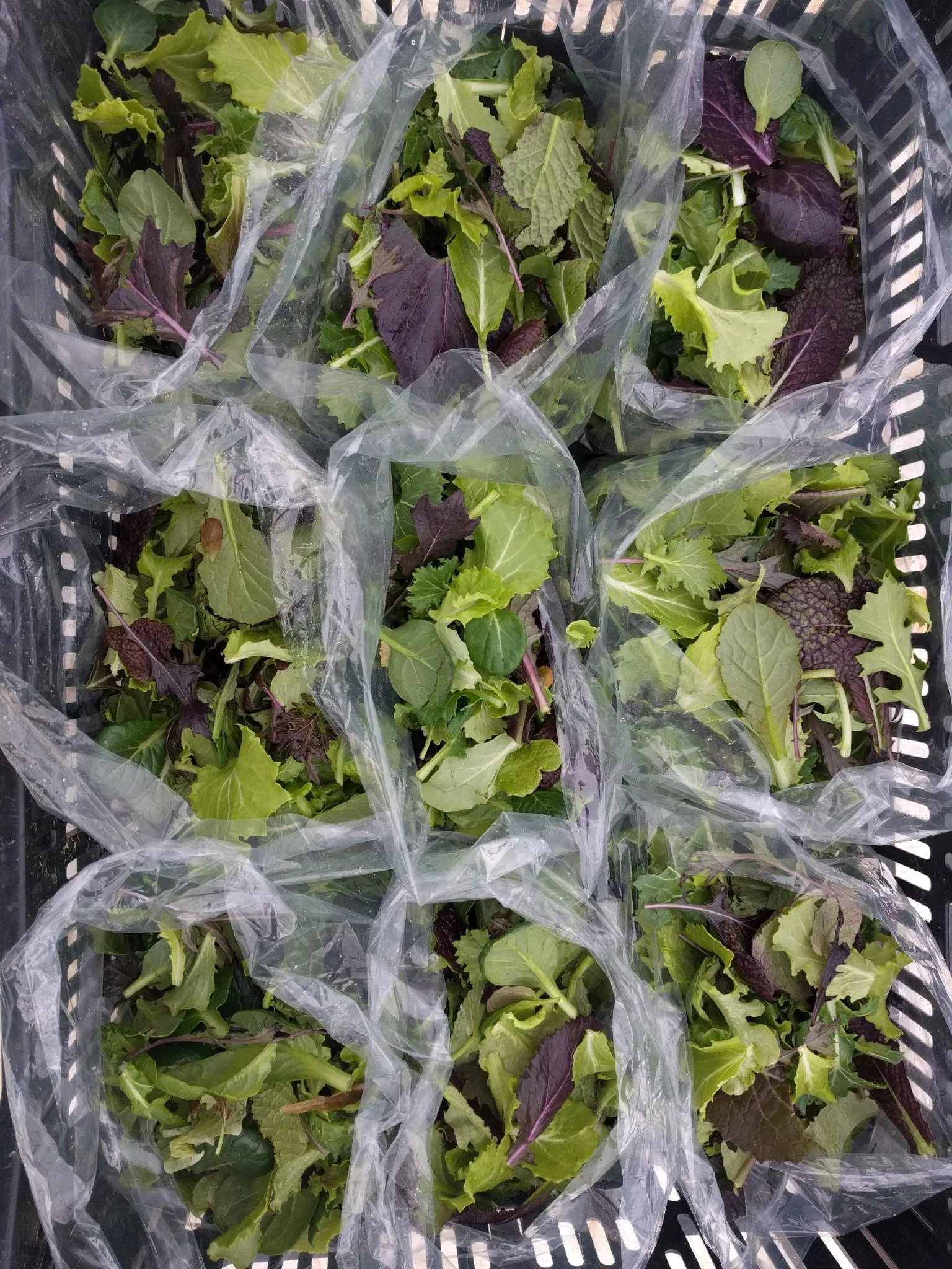 Get your weekly greens fix!