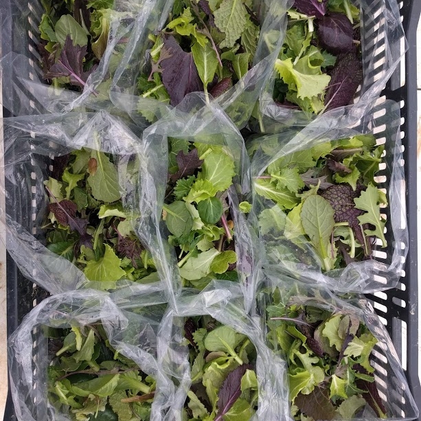 A good salad is an innocent enough start to a revolution.