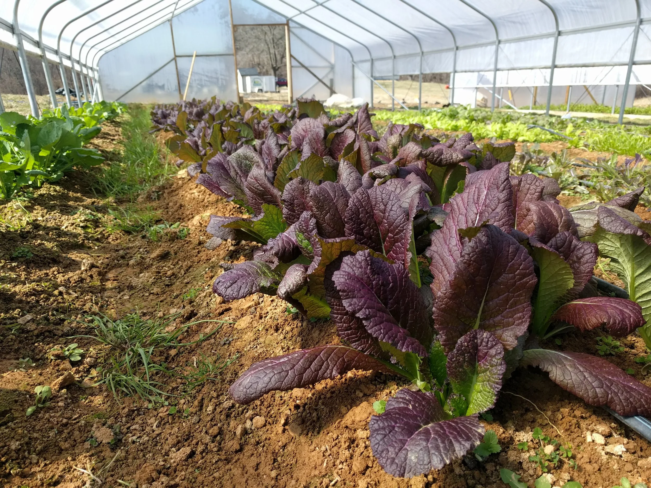 Red giant mustard, a new crop!