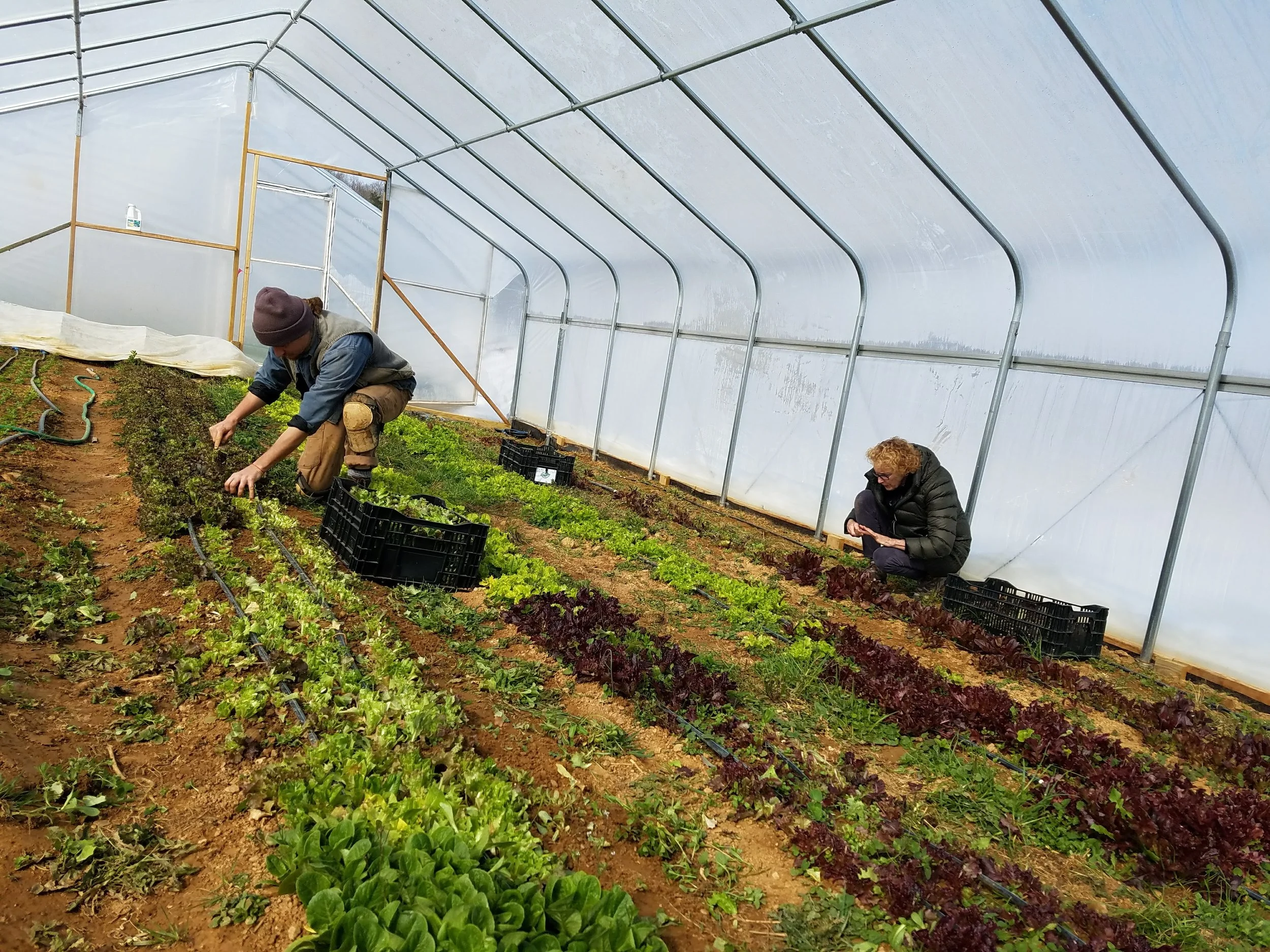 Bryan and Ellie, Joanna's mom, picking salad this morning