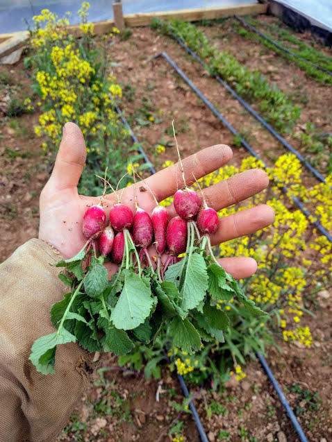 French breakfast radishes are ready to rock!