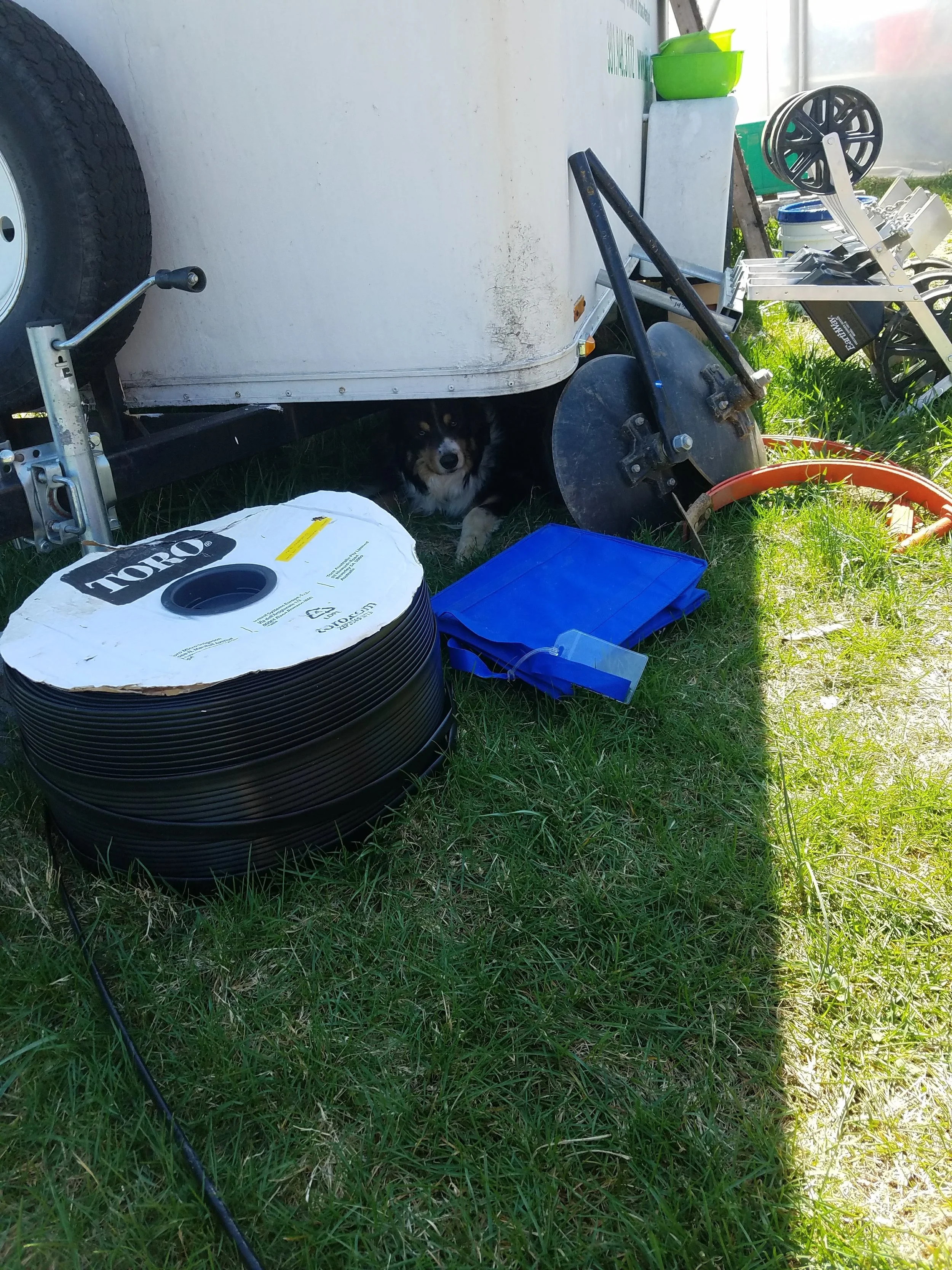 Baloo already thinks it's too hot outside and spends most of his days in the shade of the cooler