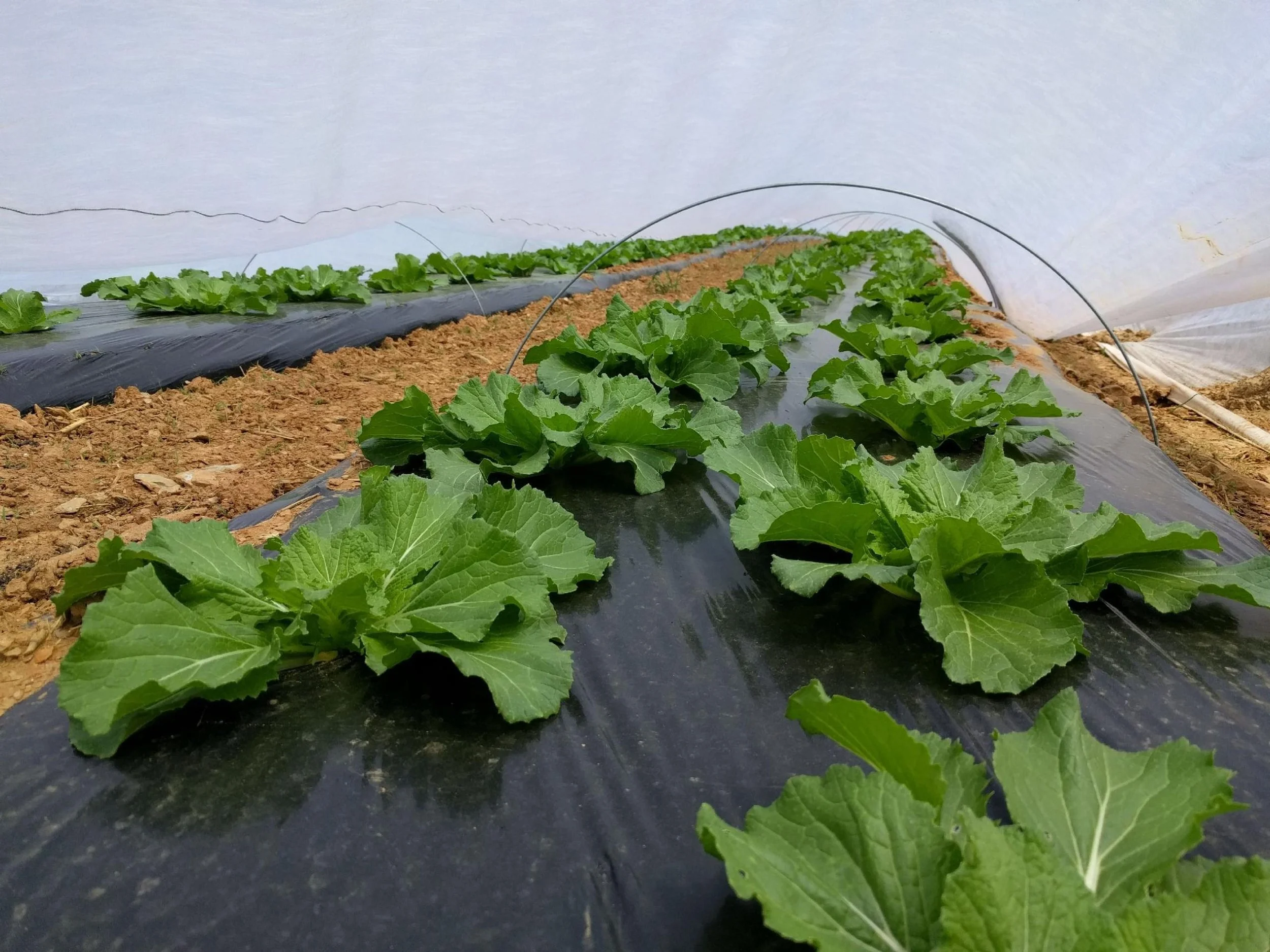 Another summer favorite - napa cabbage!