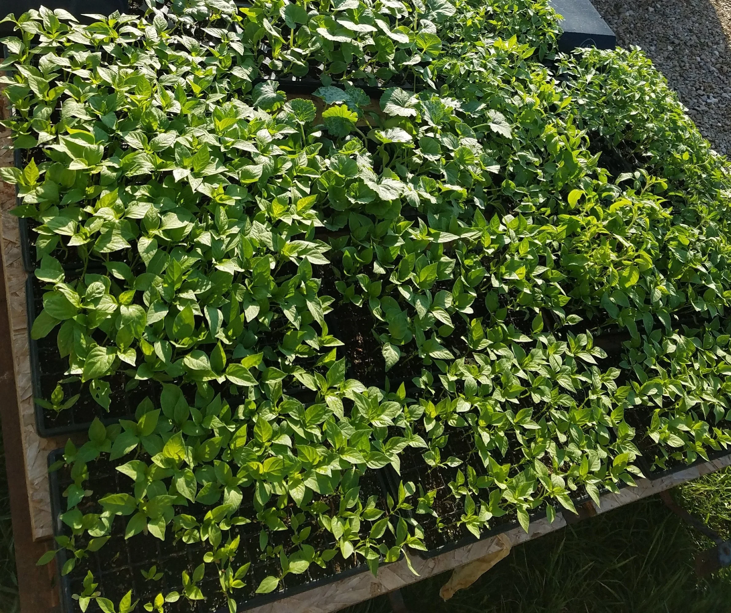 Summer plants headed into the field!