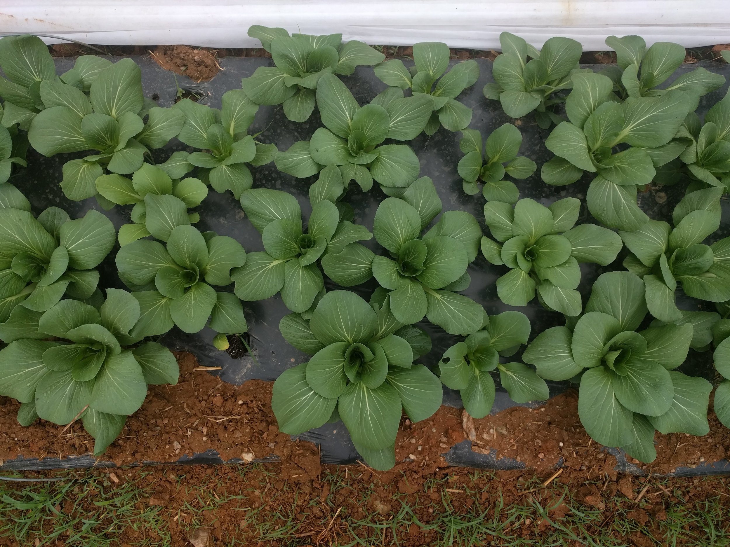 New Item: Shanghai bok choi is fresh, crisp, and ready to store in your fridge for 2 weeks while you await the new CSA season!