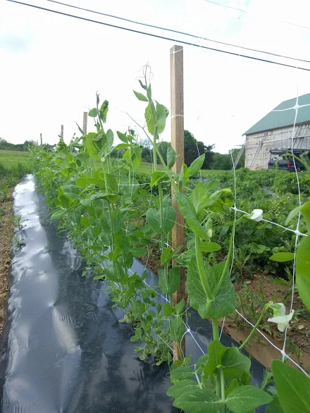 With their green, sweet crunch and delicate flowers, few crops are as emblematic of Spring as snap peas. 
