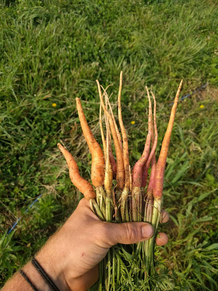 Carrots will be here soon with just a little more care and nurturing (and weeding).