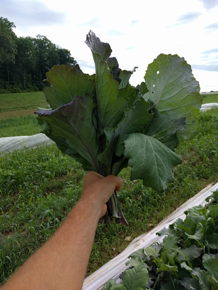 Heirloom blue collards