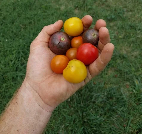 Tomato town!