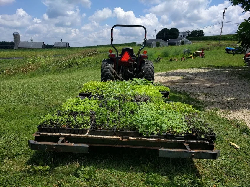 Fall transplants, ready for the field