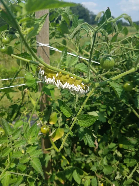 Organic farming in action! A tomato horn worm (nasty pest) about to be eaten by these parasitic wasp larvae once they hatch ON IT! 